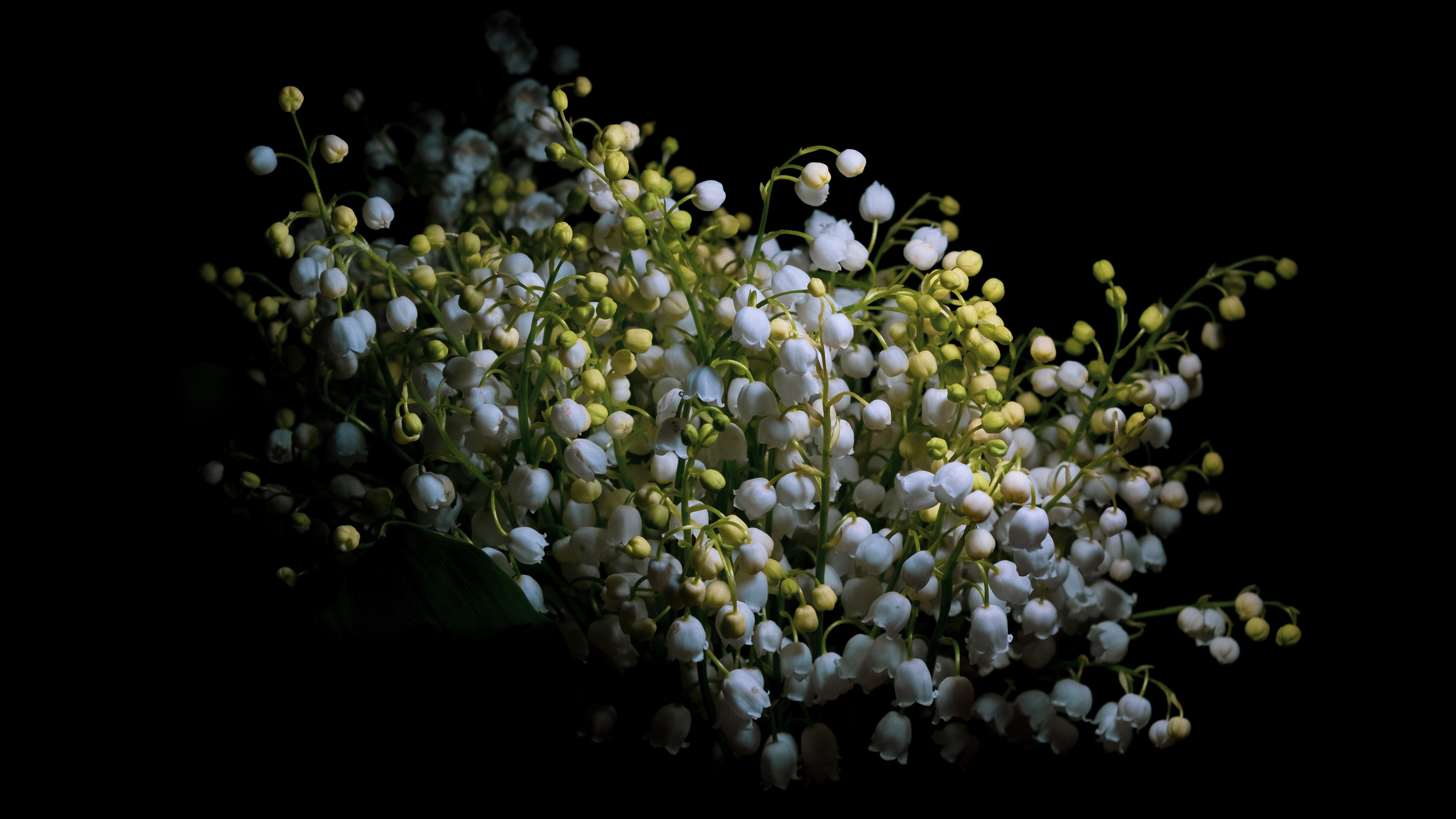 Free download wallpaper Lily Of The Valley, Flower, Bouquet, Earth, Spring on your PC desktop