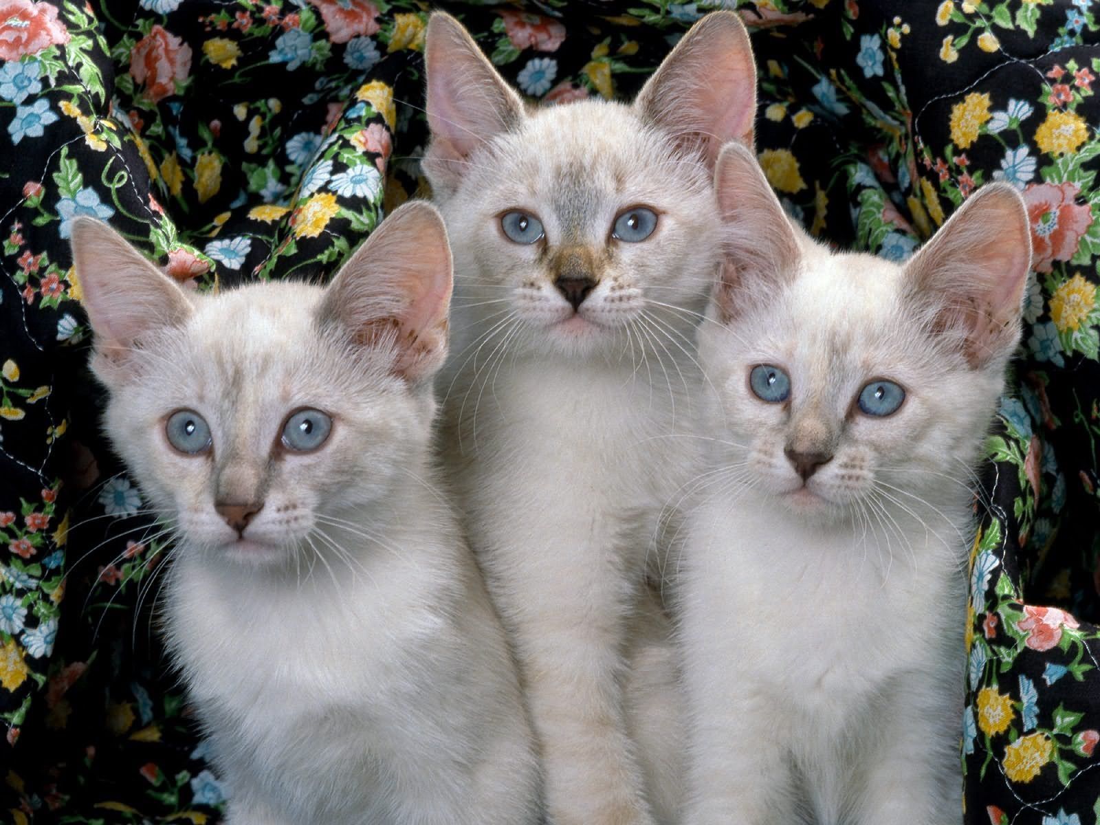 146680 скачать картинку котята, животные, малыши, три - обои и заставки бесплатно