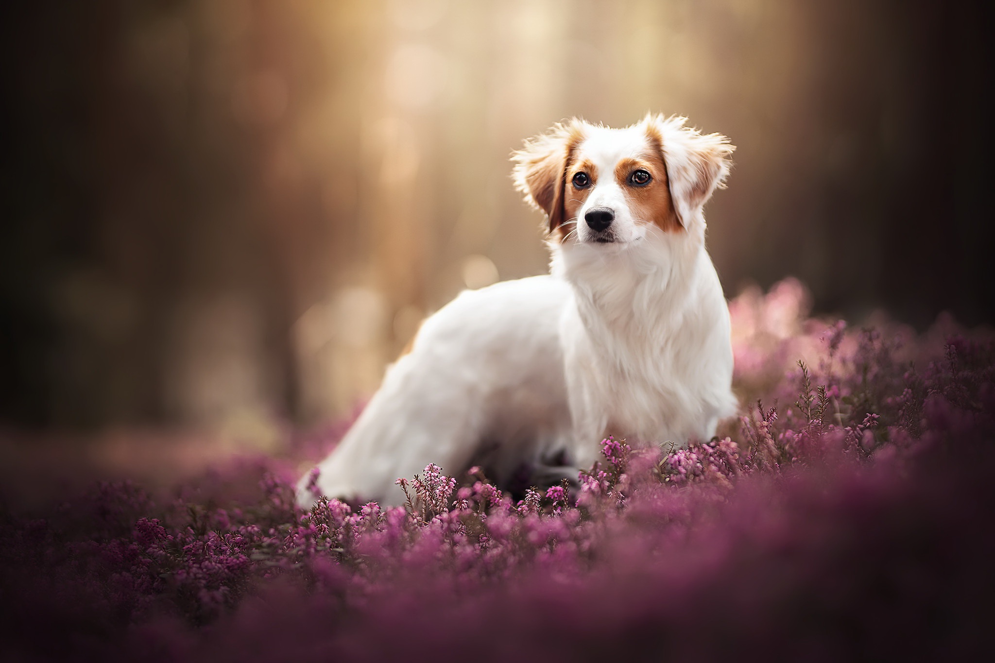 Baixar papel de parede para celular de Animais, Cães, Cão gratuito.