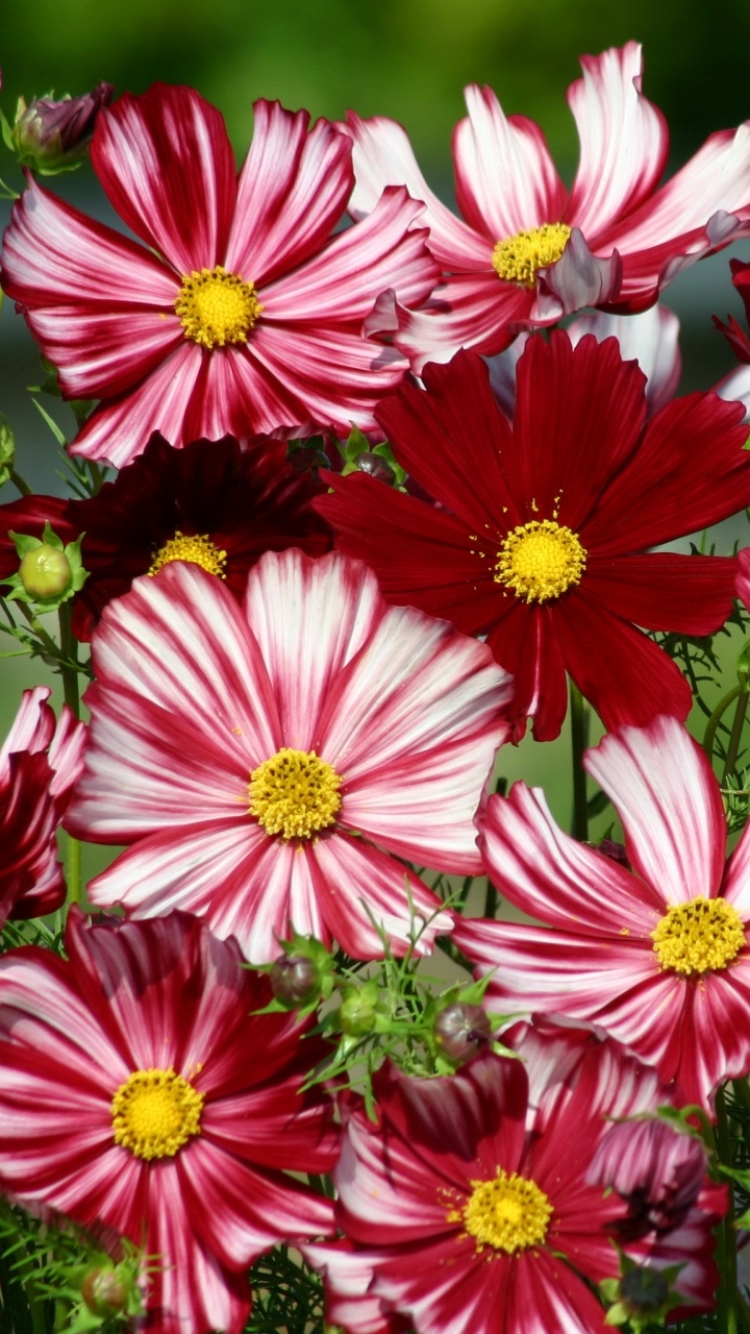 Handy-Wallpaper Blumen, Blume, Erde, Nahansicht, Rote Blume, Erde/natur, Pinke Blume, Kosmeen kostenlos herunterladen.