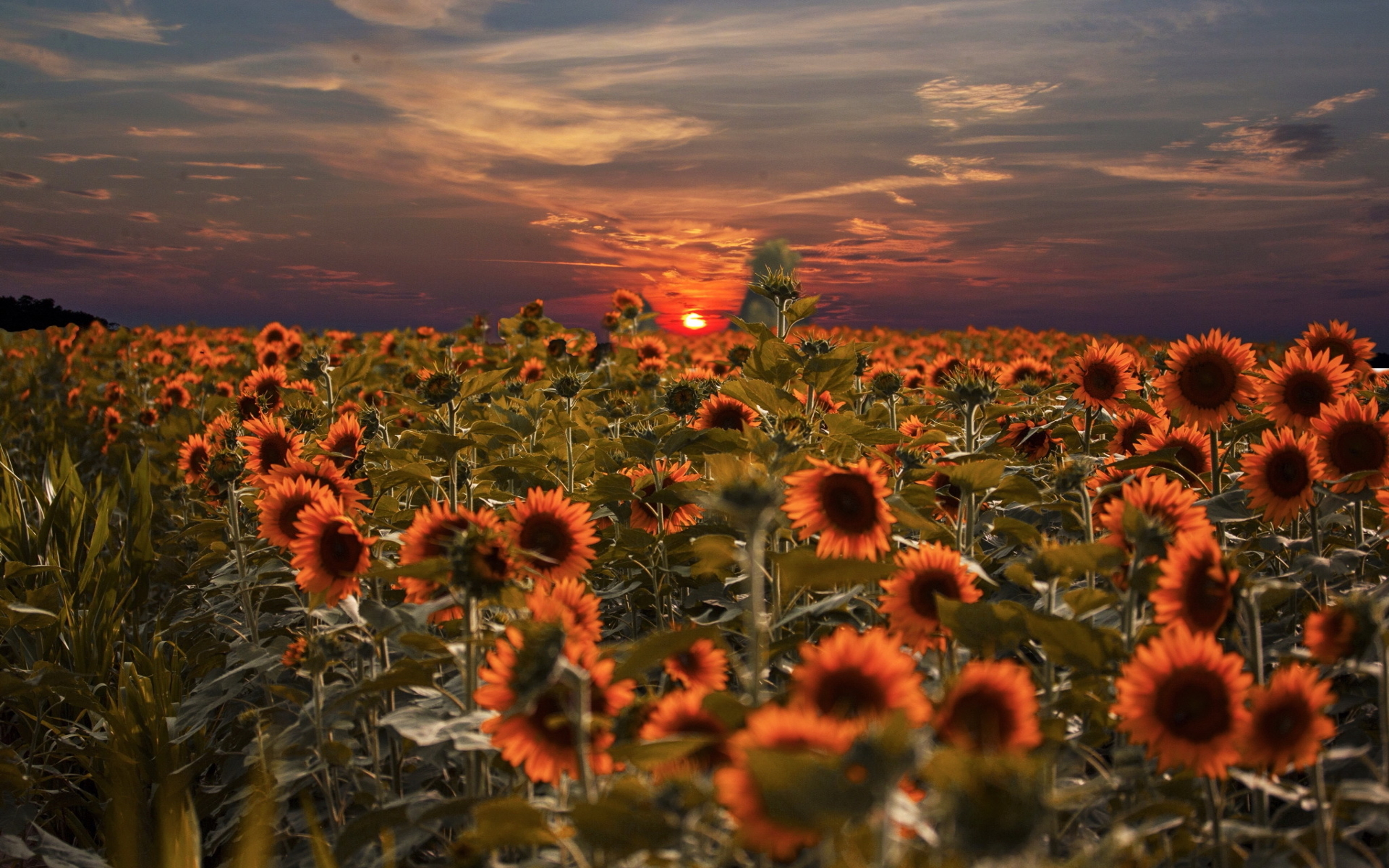 Download mobile wallpaper Flowers, Sunset, Sun, Earth, Field, Sunflower for free.