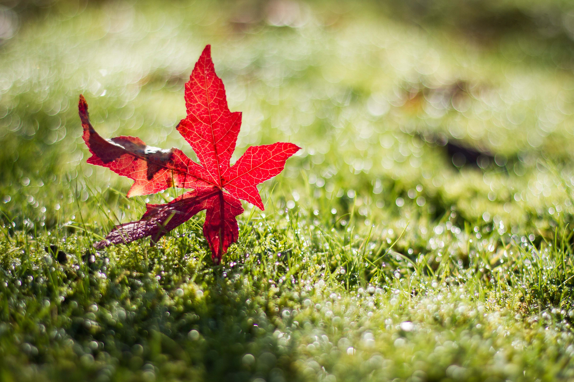 Download mobile wallpaper Nature, Grass, Close Up, Leaf, Earth, Bokeh, Dew Drop for free.