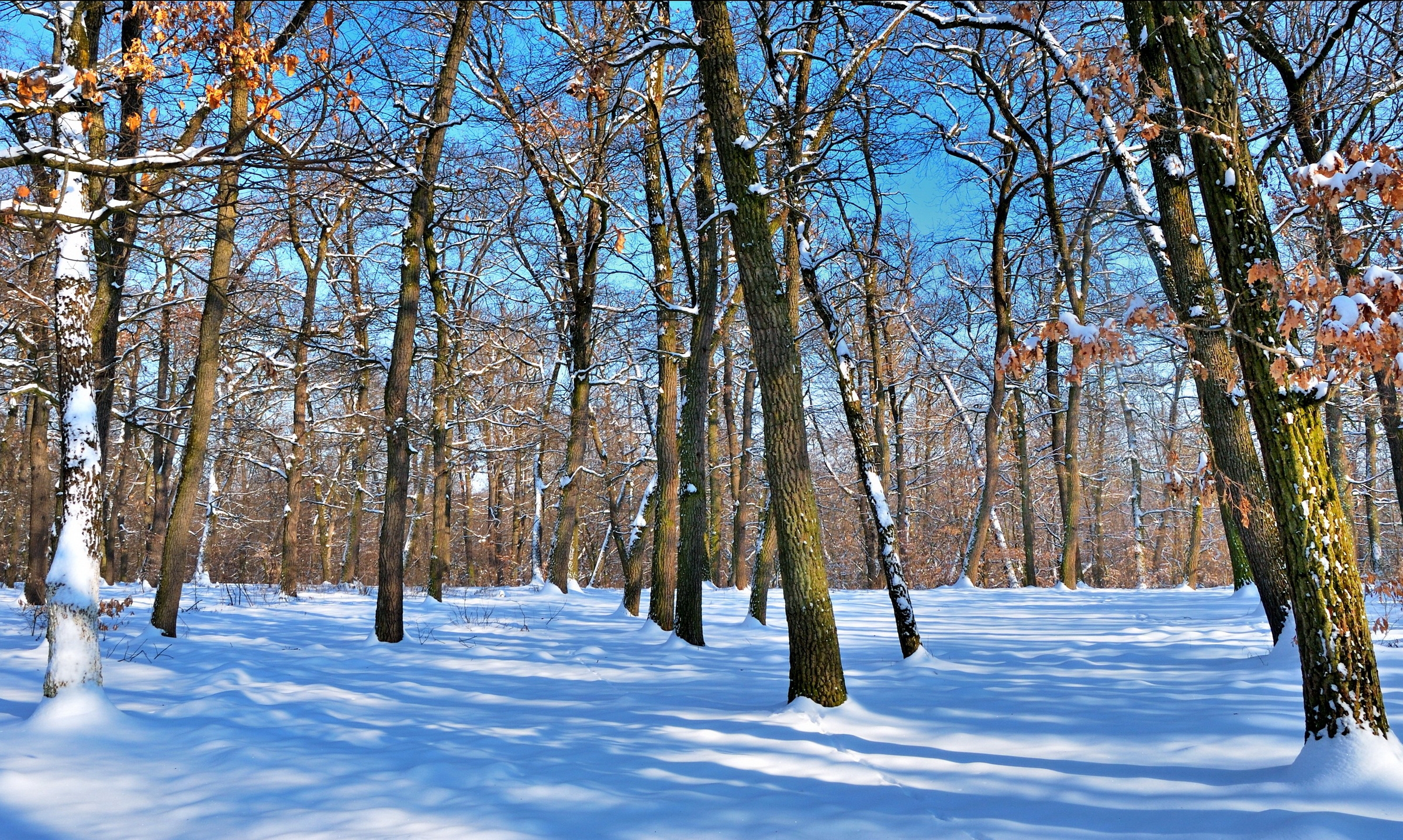 naked, winter, nature, trees, sky, snow, park, trunks, shadows, clear, i see
