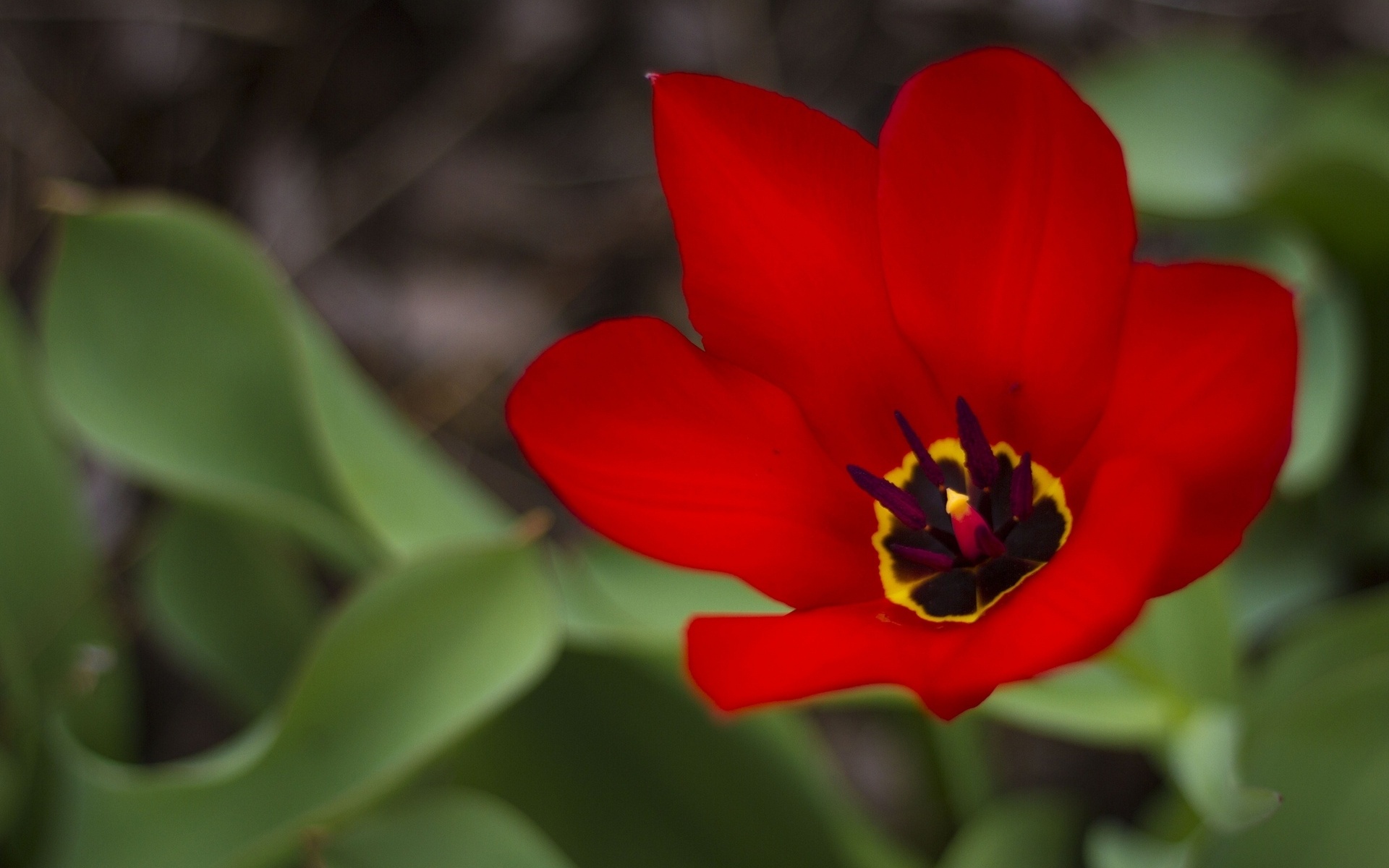 296104 Bildschirmschoner und Hintergrundbilder Blumen auf Ihrem Telefon. Laden Sie  Bilder kostenlos herunter