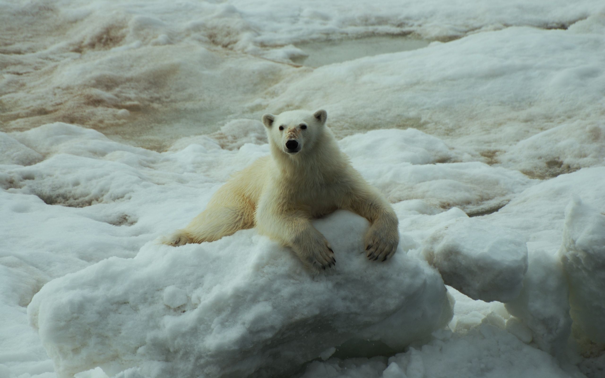 polar bear, animal, bears 2160p