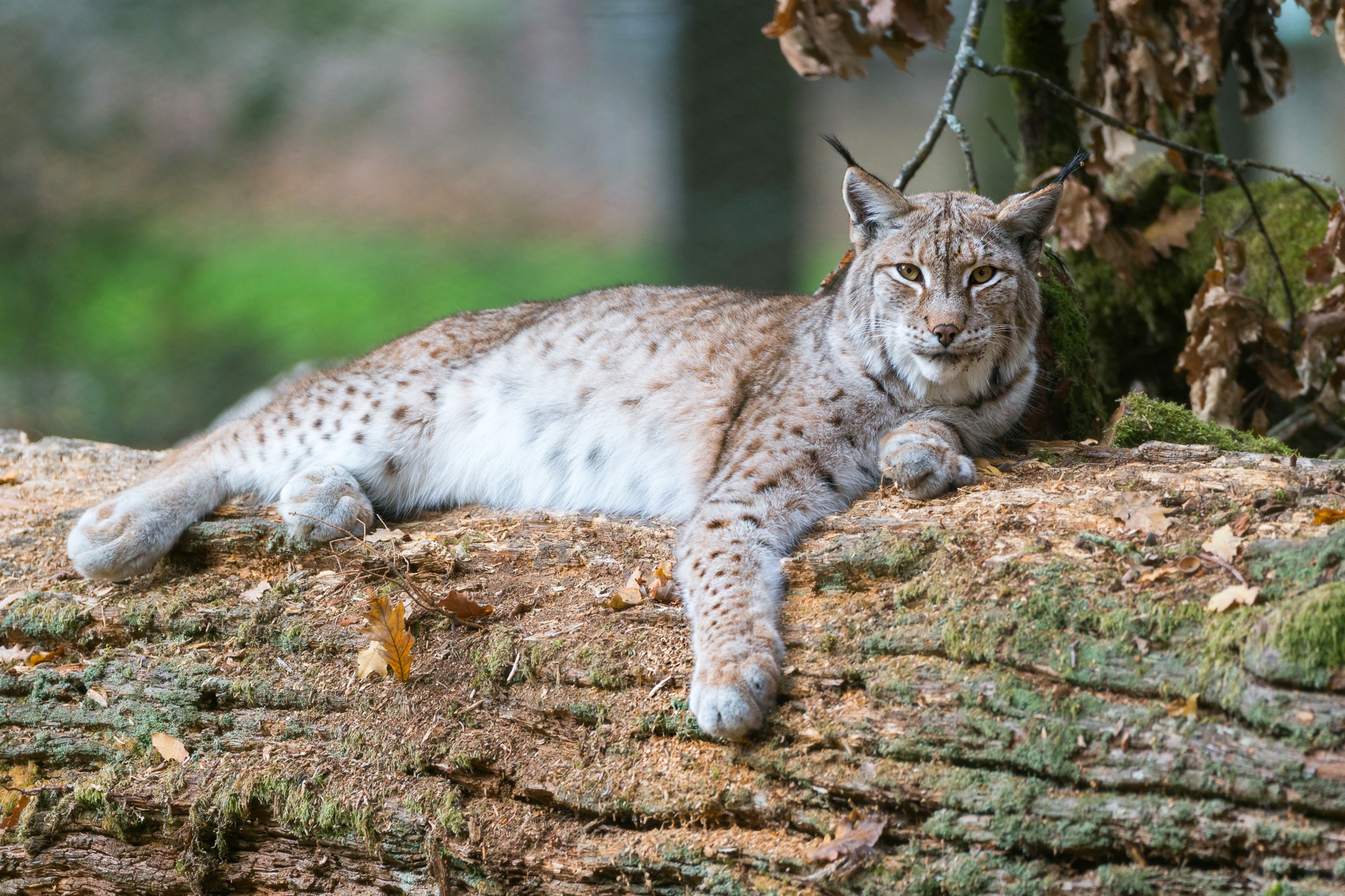 Téléchargez gratuitement l'image Animaux, Chats, Lynx sur le bureau de votre PC