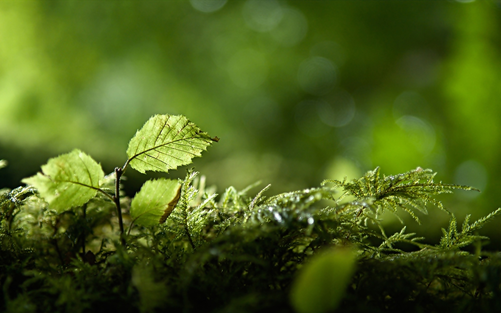 Descarga gratis la imagen Primer Plano, Tierra/naturaleza en el escritorio de tu PC