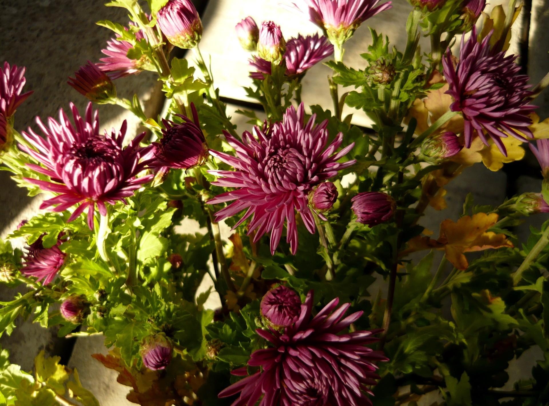 flowers, greens, bouquet, shadow, asters