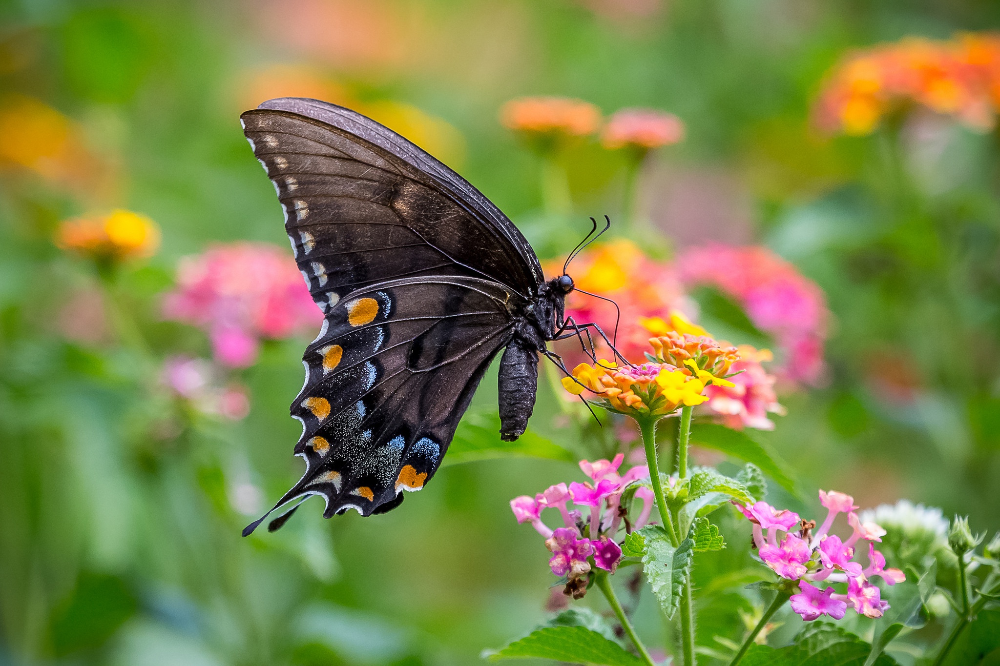 Descarga gratuita de fondo de pantalla para móvil de Animales, Flor, Insecto, Mariposa.