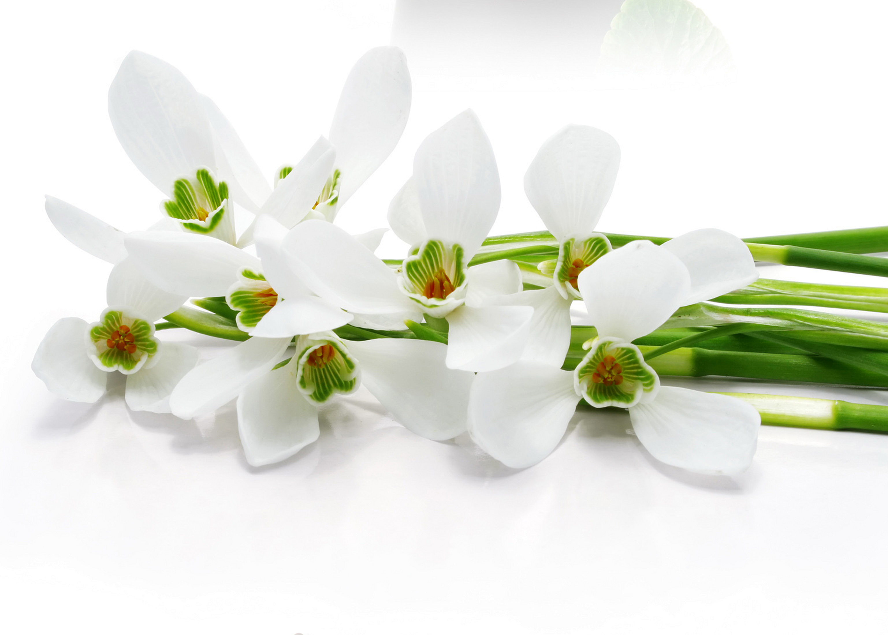 Baixar papel de parede para celular de Flores, Flor, Orquídea, Flor Branca, Terra/natureza gratuito.