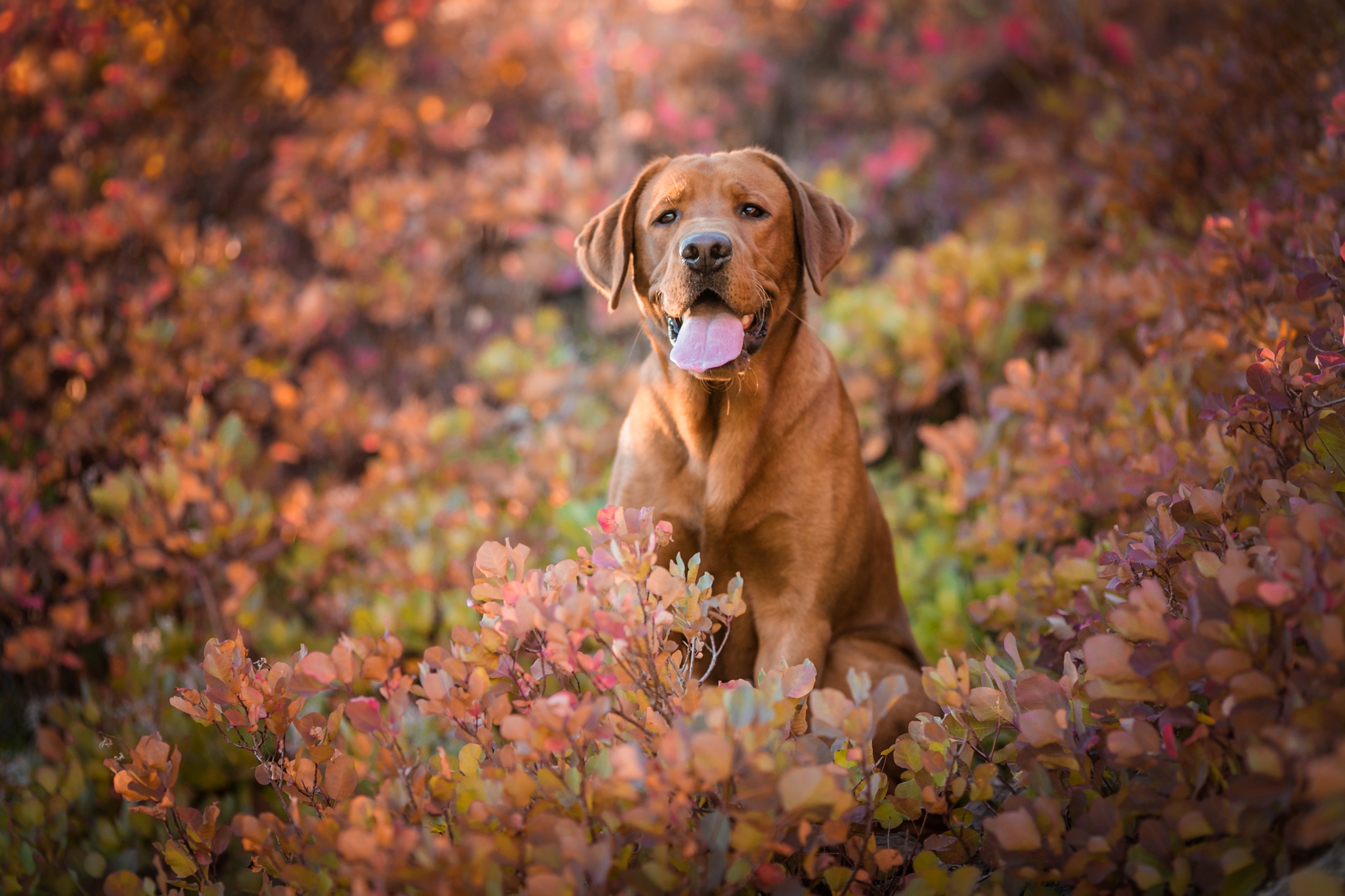 Handy-Wallpaper Hunde, Hund, Tiere kostenlos herunterladen.