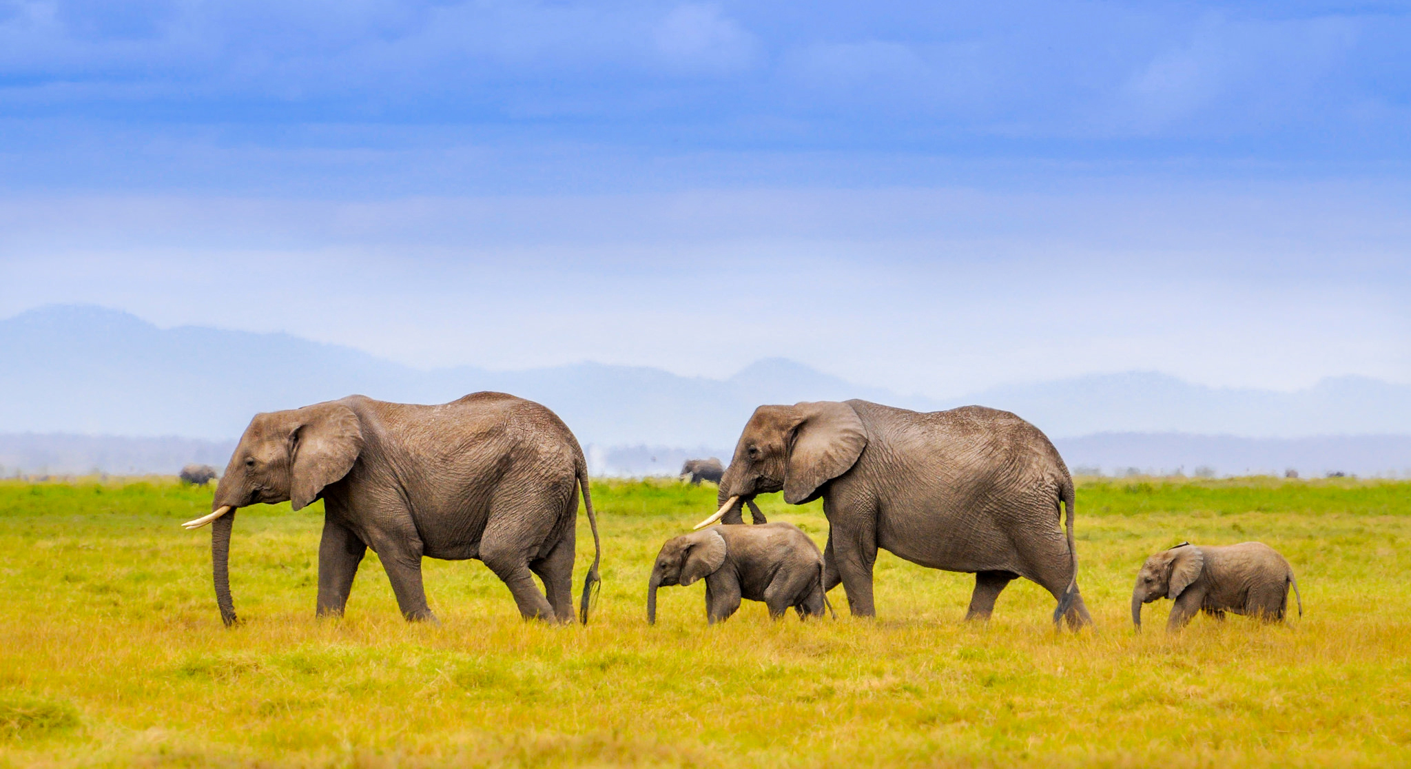 378560画像をダウンロード動物, アフリカゾウ, アフリカ, 草, サバンナ, ゾウ-壁紙とスクリーンセーバーを無料で