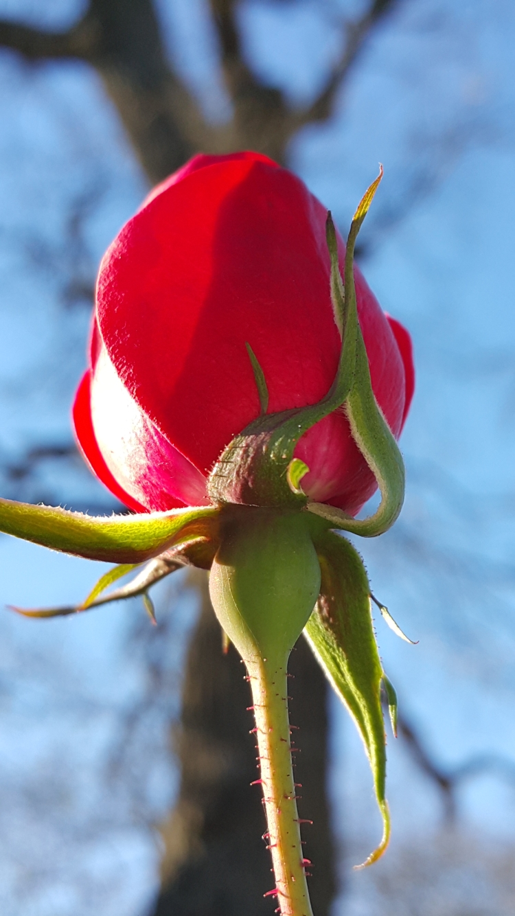 Handy-Wallpaper Blumen, Rose, Erde/natur kostenlos herunterladen.