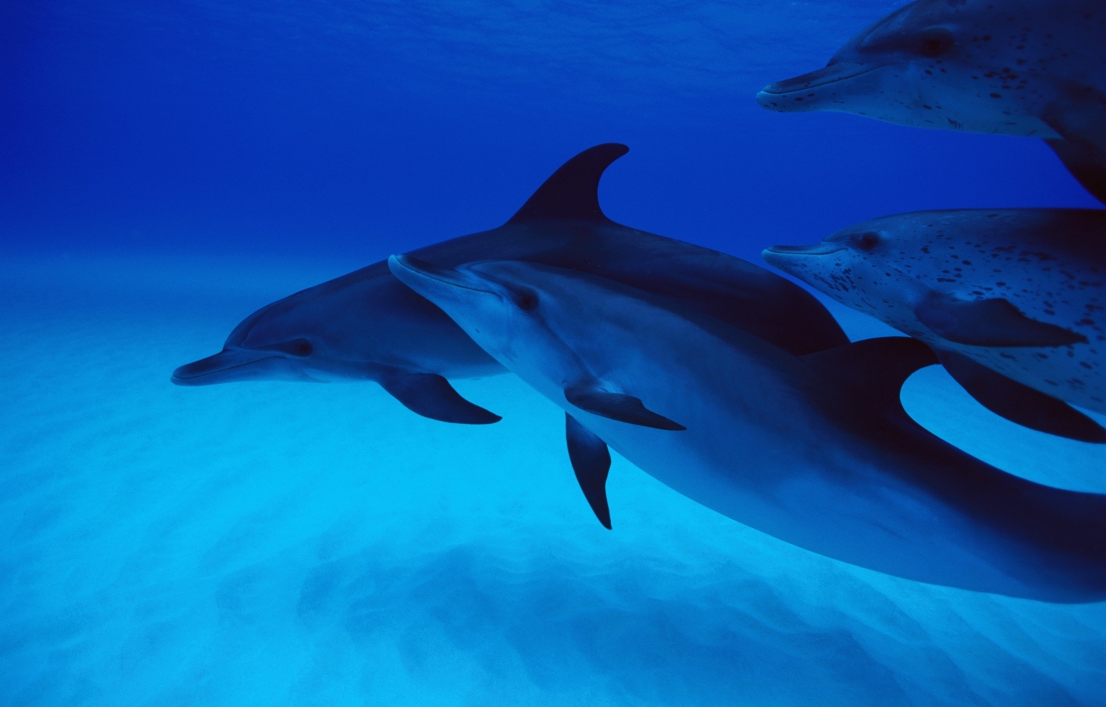 31778 Bild herunterladen tiere, delfine, blau - Hintergrundbilder und Bildschirmschoner kostenlos