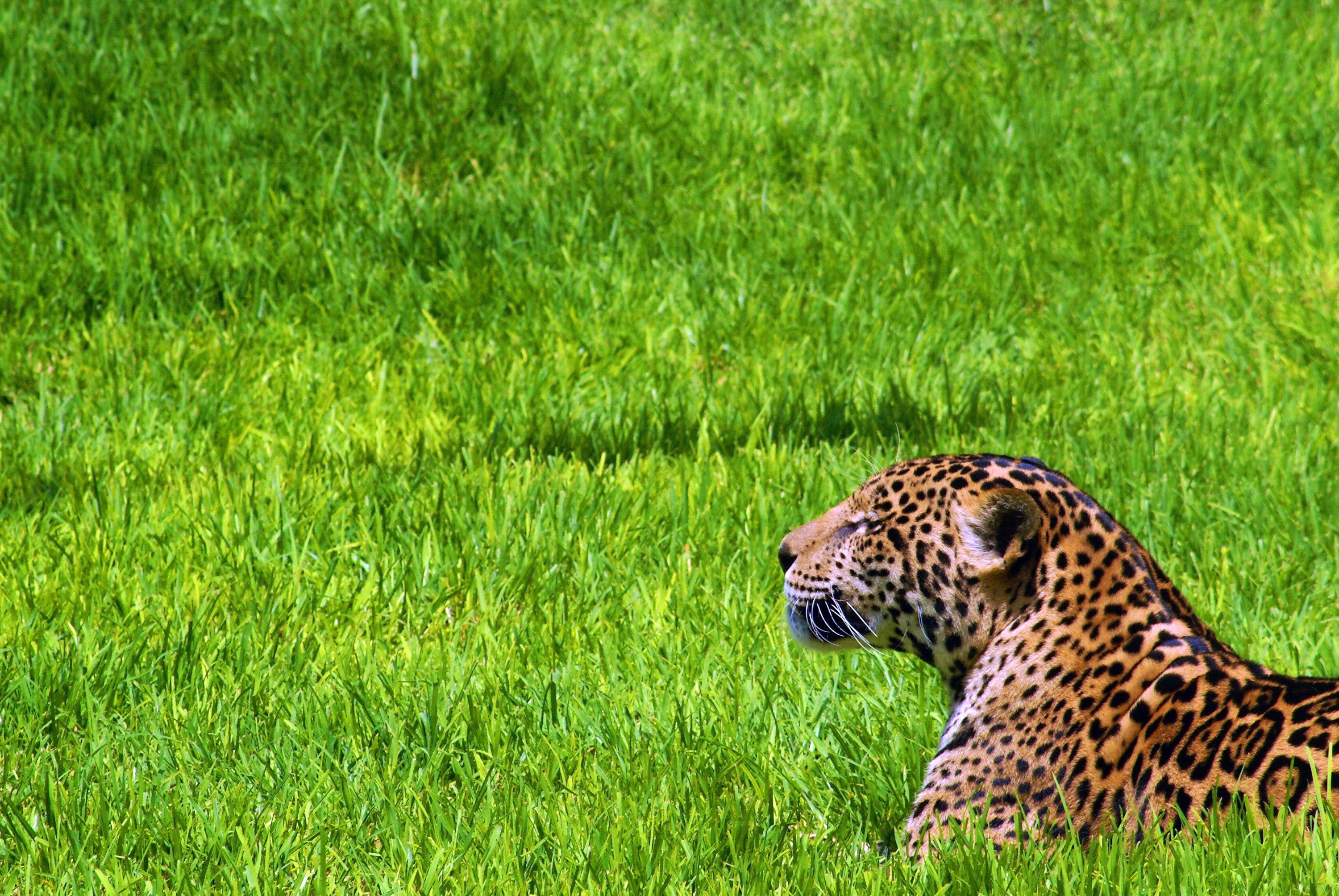 Download mobile wallpaper Grass, Sit, Predator, Animals, Jaguar for free.