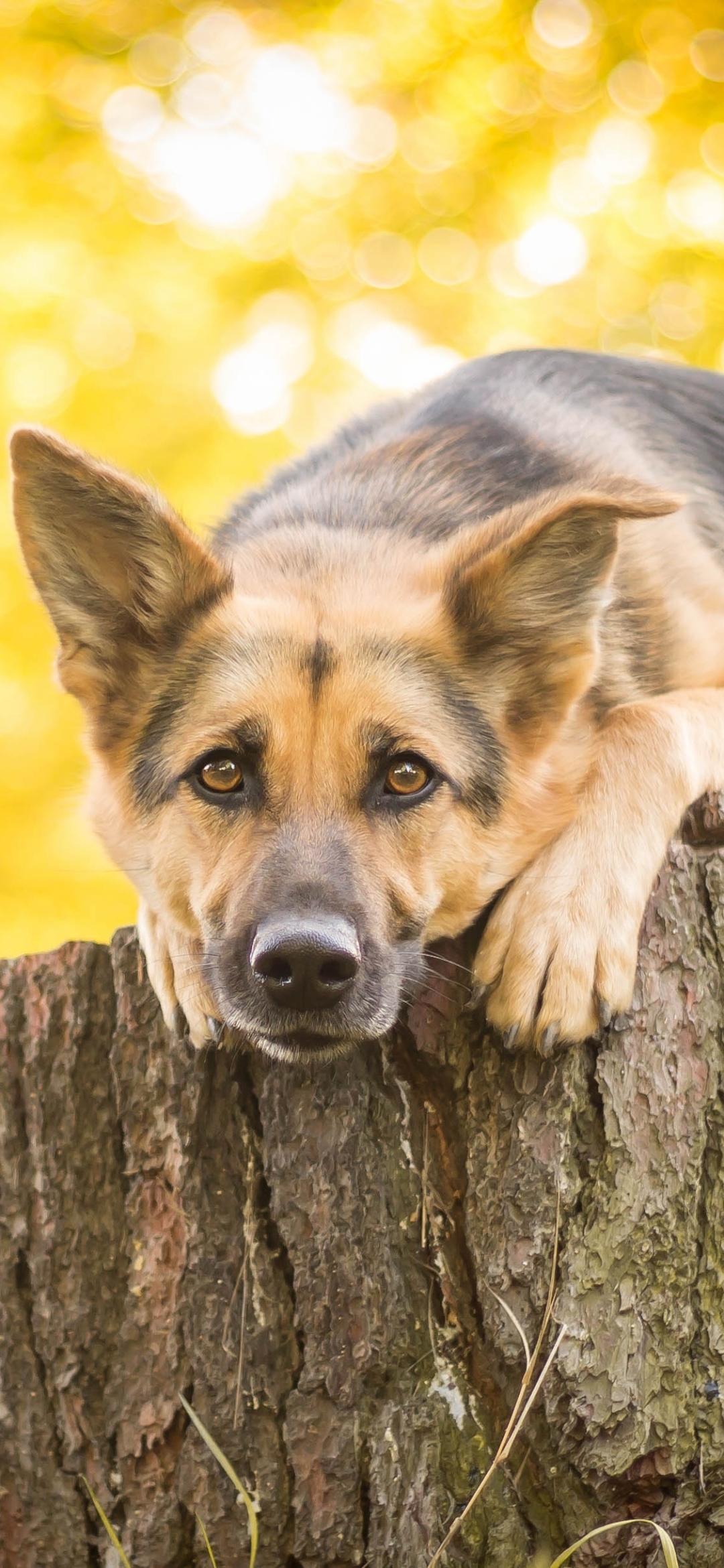 Download mobile wallpaper Dogs, Dog, Animal, Bokeh, Stump, German Shepherd for free.