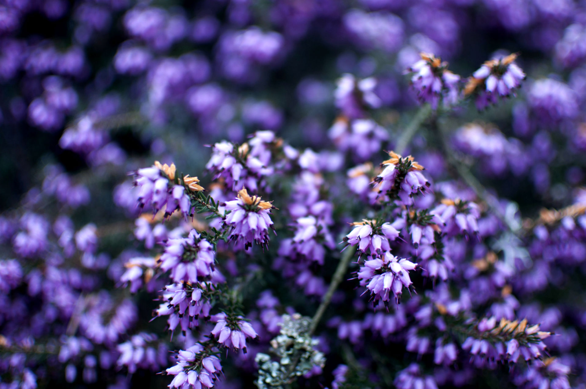 Descarga gratis la imagen Flores, Flor, Tierra/naturaleza en el escritorio de tu PC