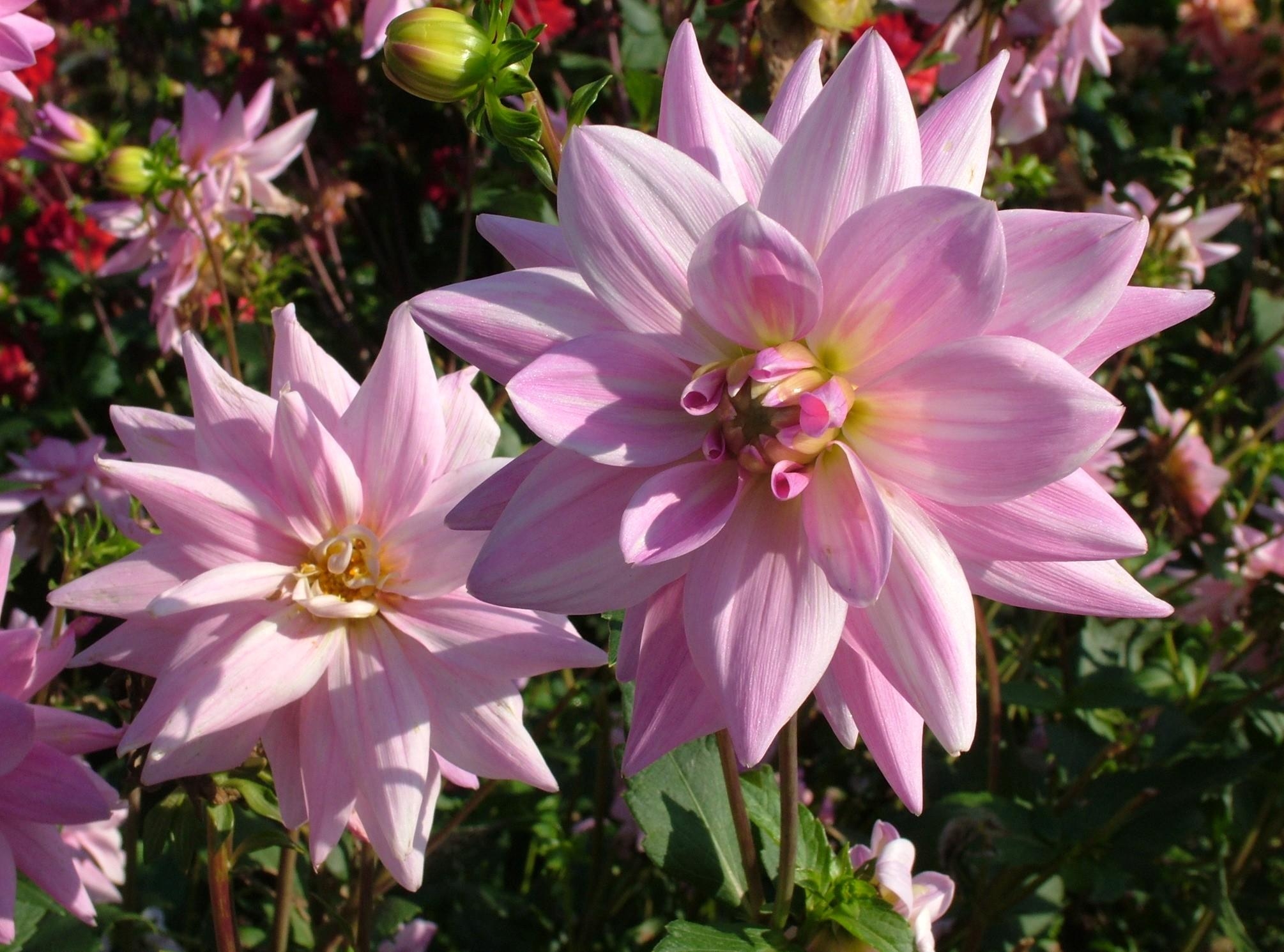 disbanded, dahlias, flowers, close up, loose
