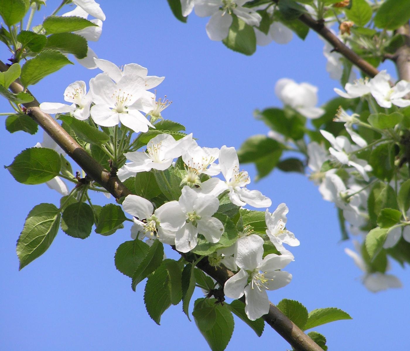 127375 завантажити картинку весна, квіти, небо, гілки, відділень, цвітіння, яблуня - шпалери і заставки безкоштовно