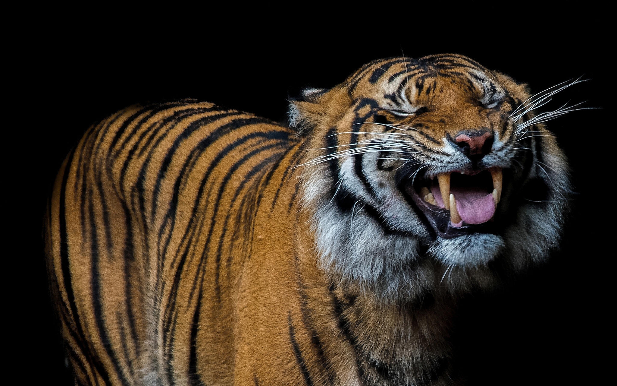 118428 скачать картинку улыбка, тигр, хищник, животные, оскал - обои и заставки бесплатно