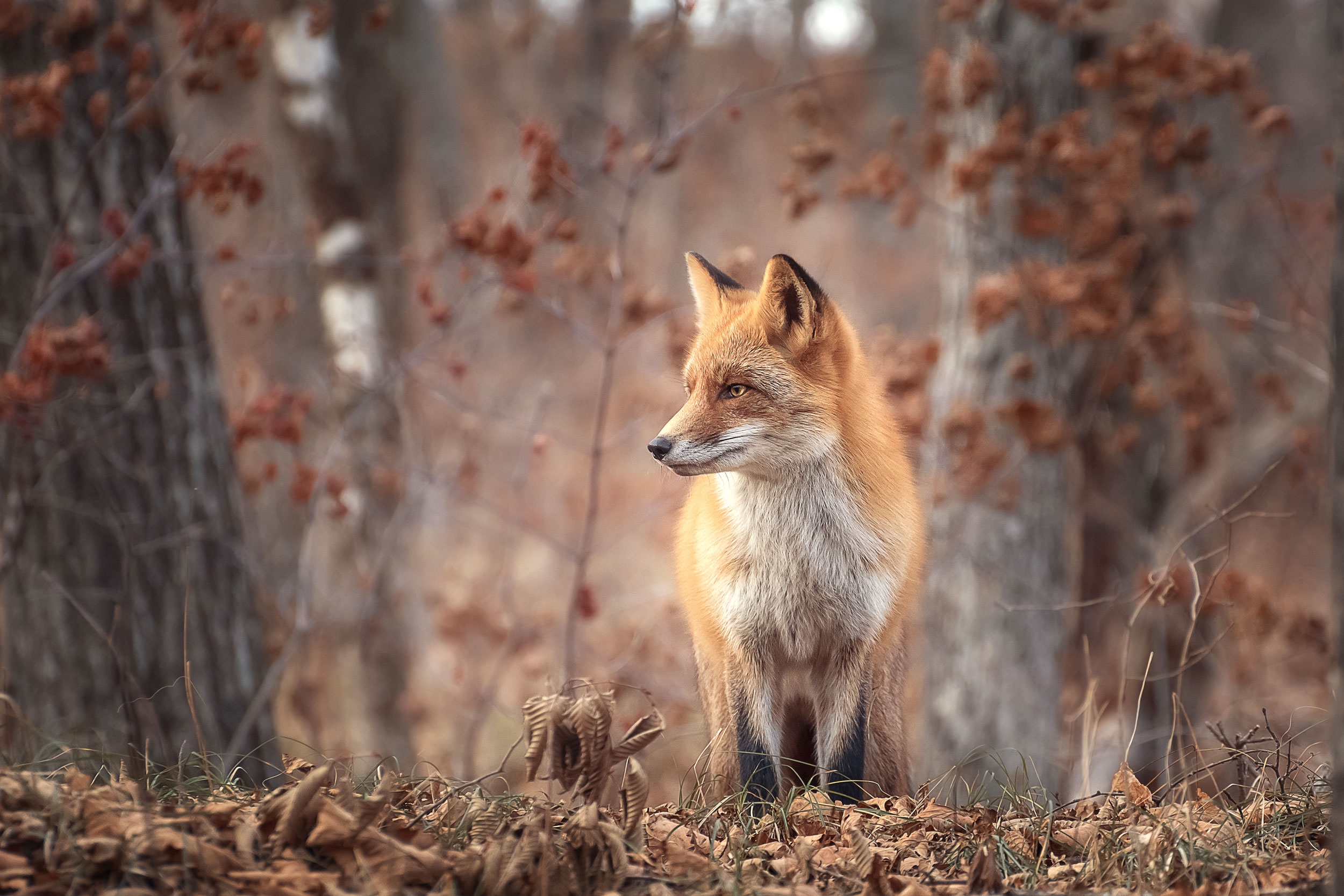 Téléchargez gratuitement l'image Animaux, Renard sur le bureau de votre PC