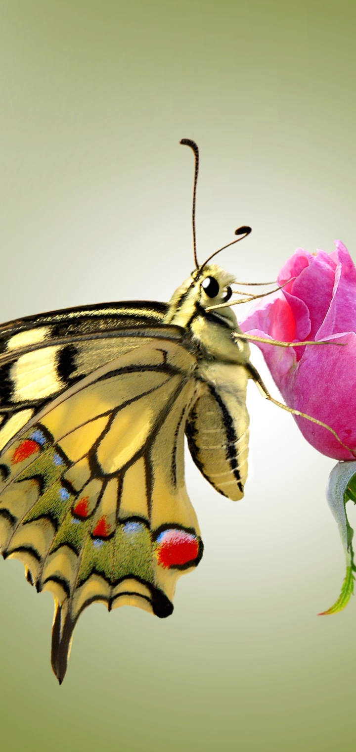 Скачати мобільні шпалери Природа, Комахи, Квітка, Комаха, Метелик, Тварина, Метелик Махаон безкоштовно.