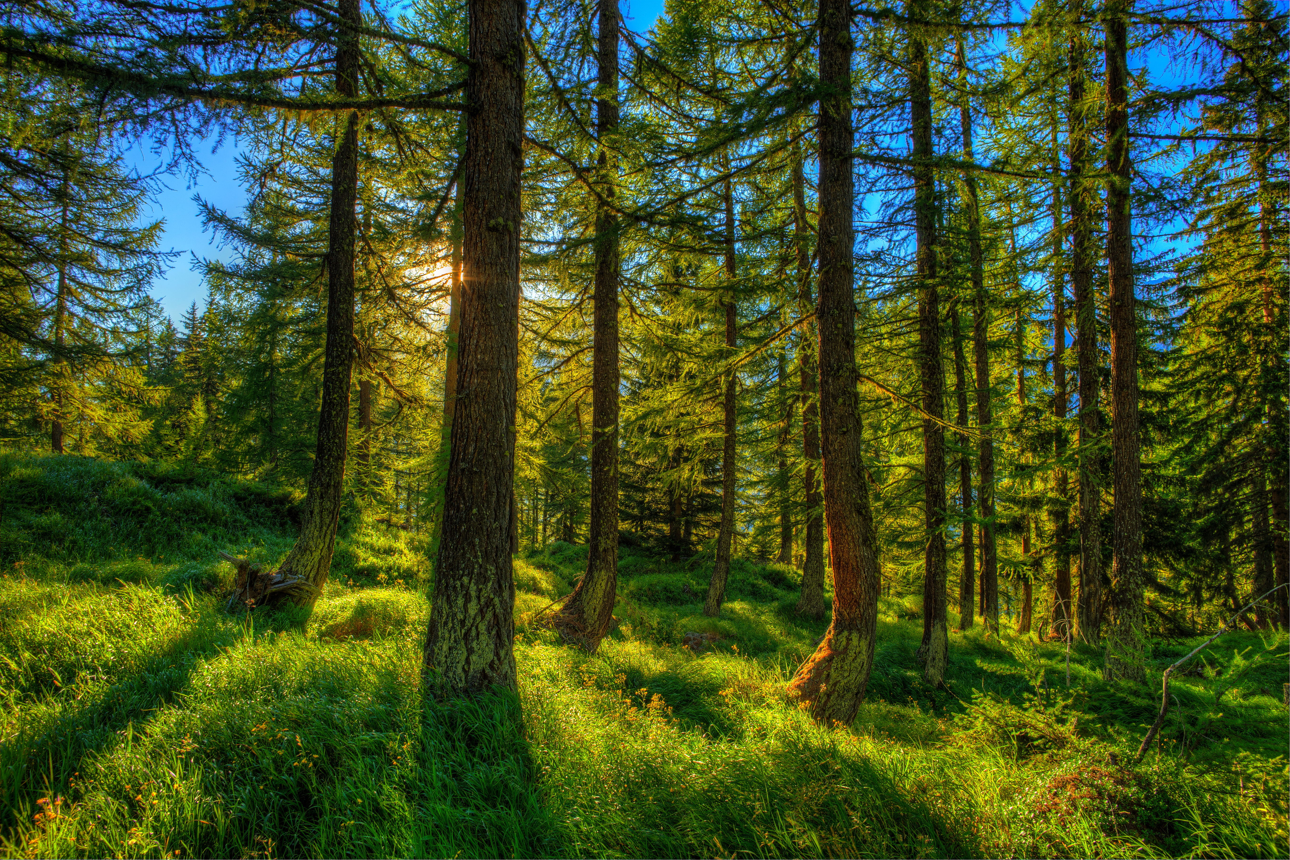 Laden Sie das Natur, Wald, Baum, Gras, Sonnenstrahl, Erde/natur-Bild kostenlos auf Ihren PC-Desktop herunter
