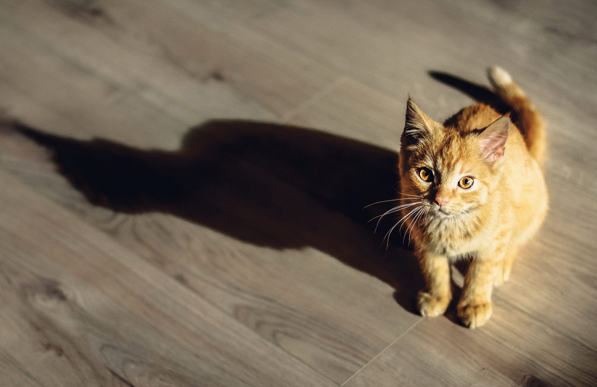 Téléchargez gratuitement l'image Animaux, Chats, Chat sur le bureau de votre PC