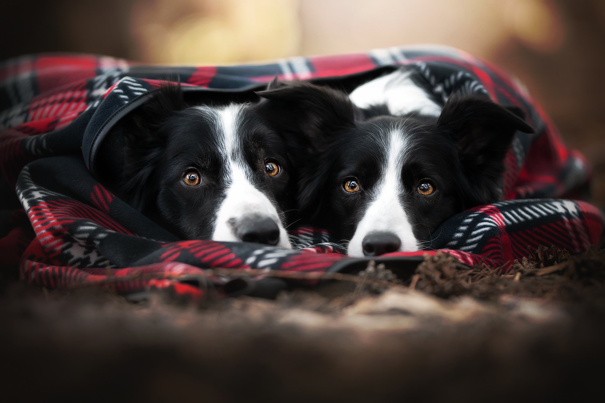 Baixe gratuitamente a imagem Cães, Cão, Animais na área de trabalho do seu PC