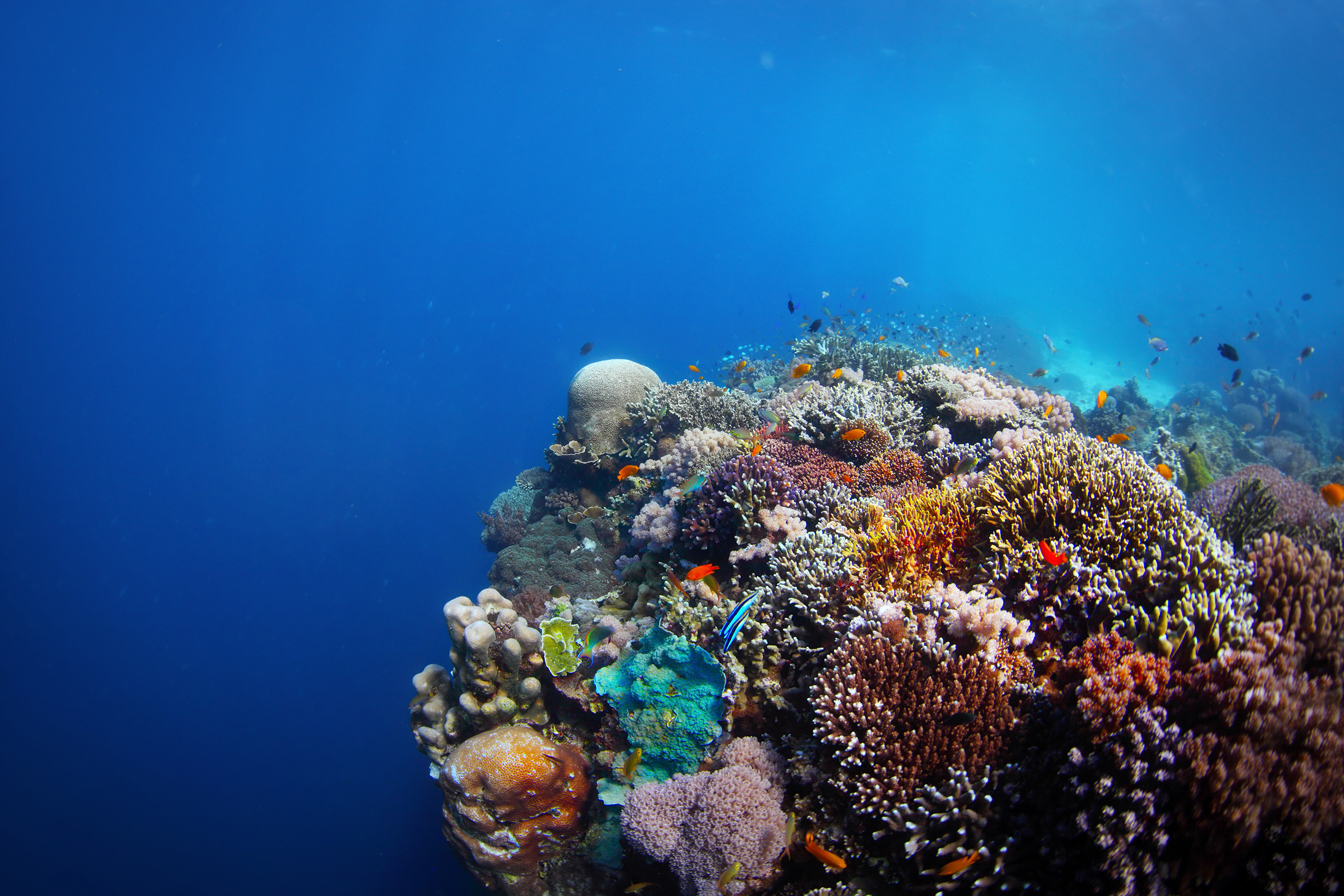 Free download wallpaper Coral, Animal, Fish, Underwater on your PC desktop