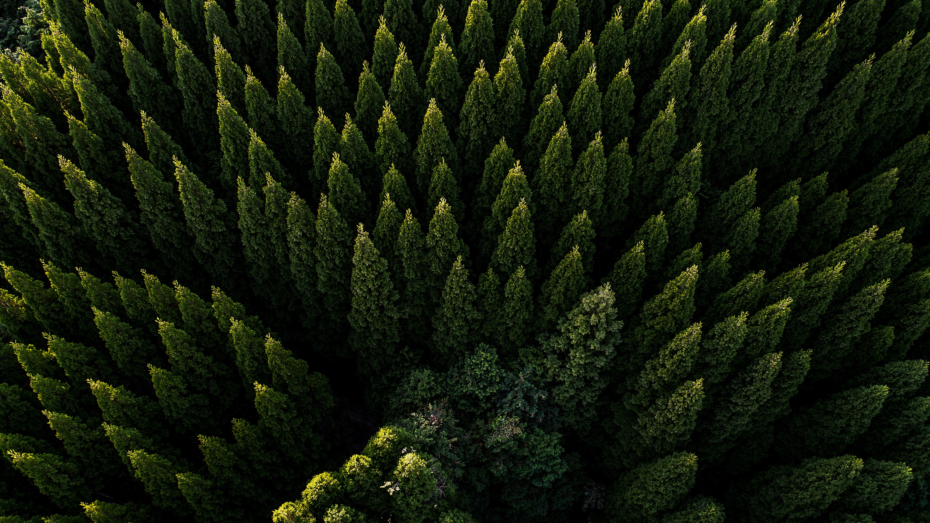 Free download wallpaper Forest, Earth, Aerial on your PC desktop