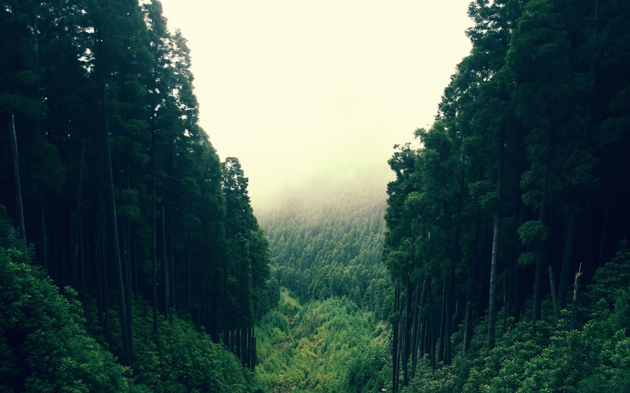 Téléchargez gratuitement l'image Forêt, Terre/nature sur le bureau de votre PC