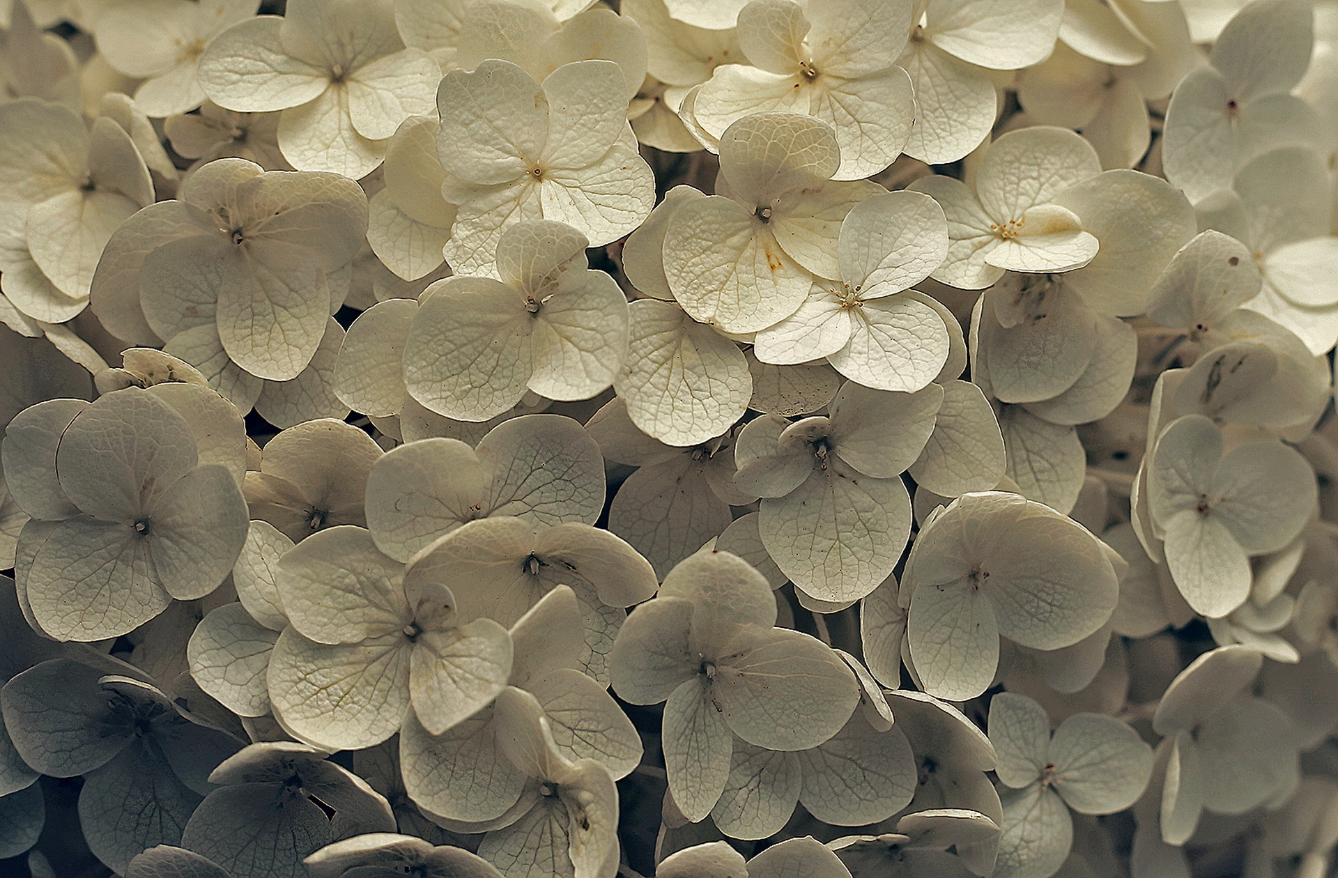 Download mobile wallpaper Nature, Flowers, Flower, Earth, Hydrangea, White Flower for free.