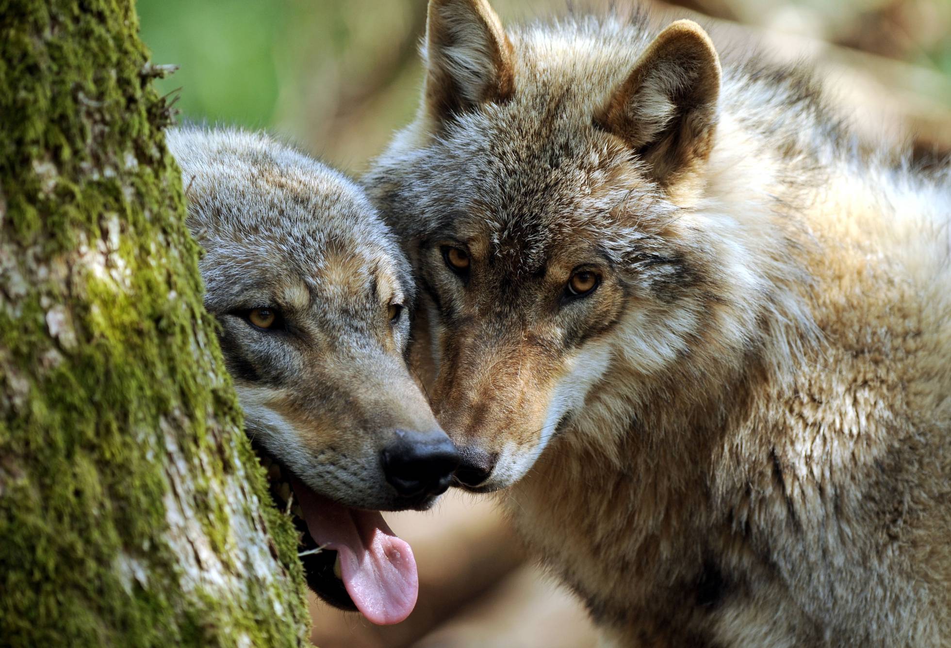 Скачать картинку Волки, Волк, Животные в телефон бесплатно.