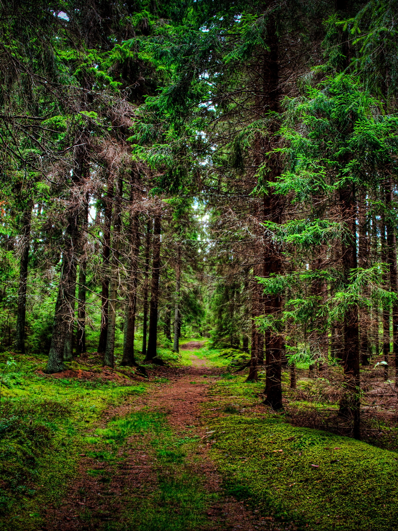 Download mobile wallpaper Forest, Tree, Earth, Path for free.