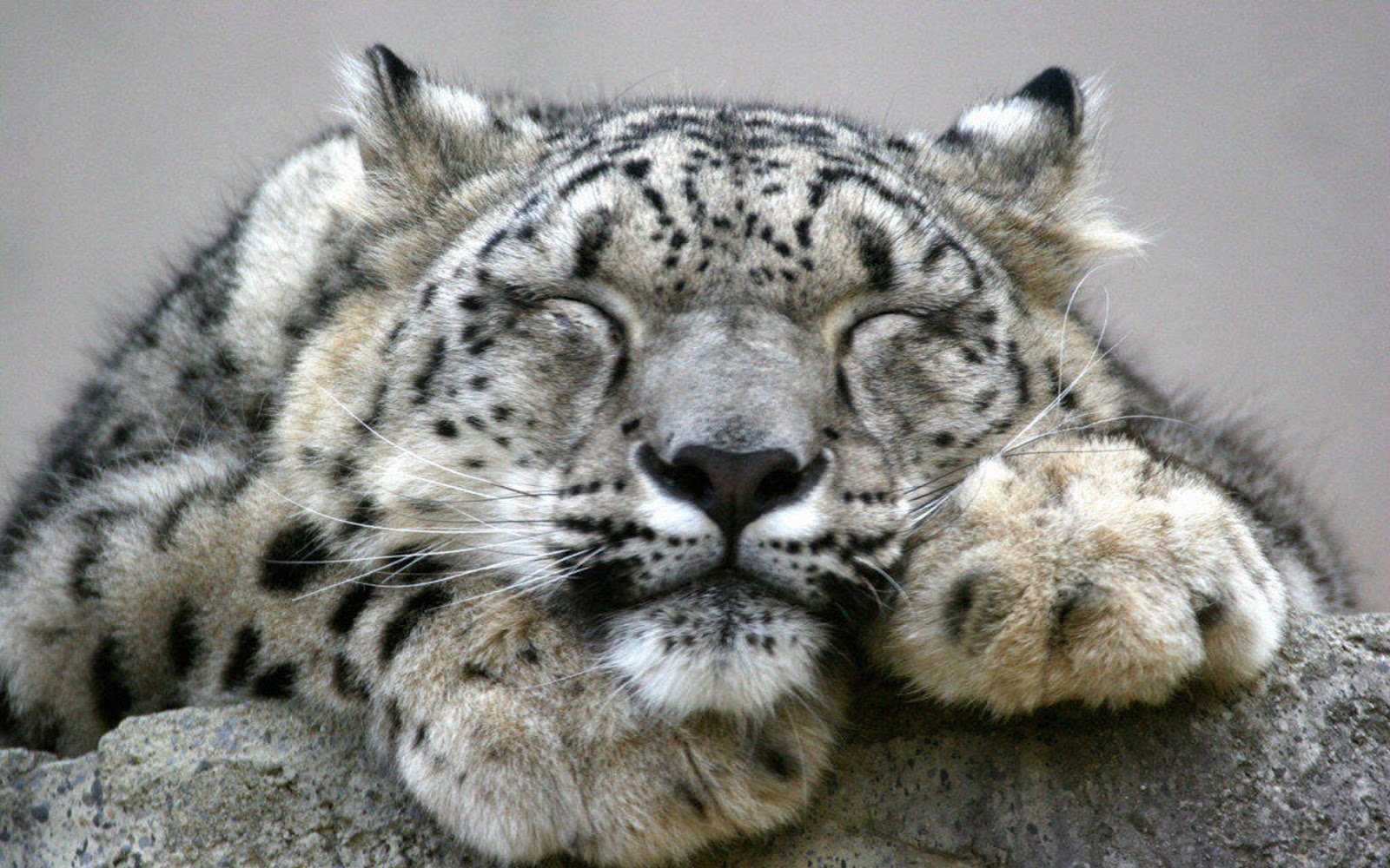 Download mobile wallpaper Cats, Snow Leopard, Animal, Face, Sleeping for free.