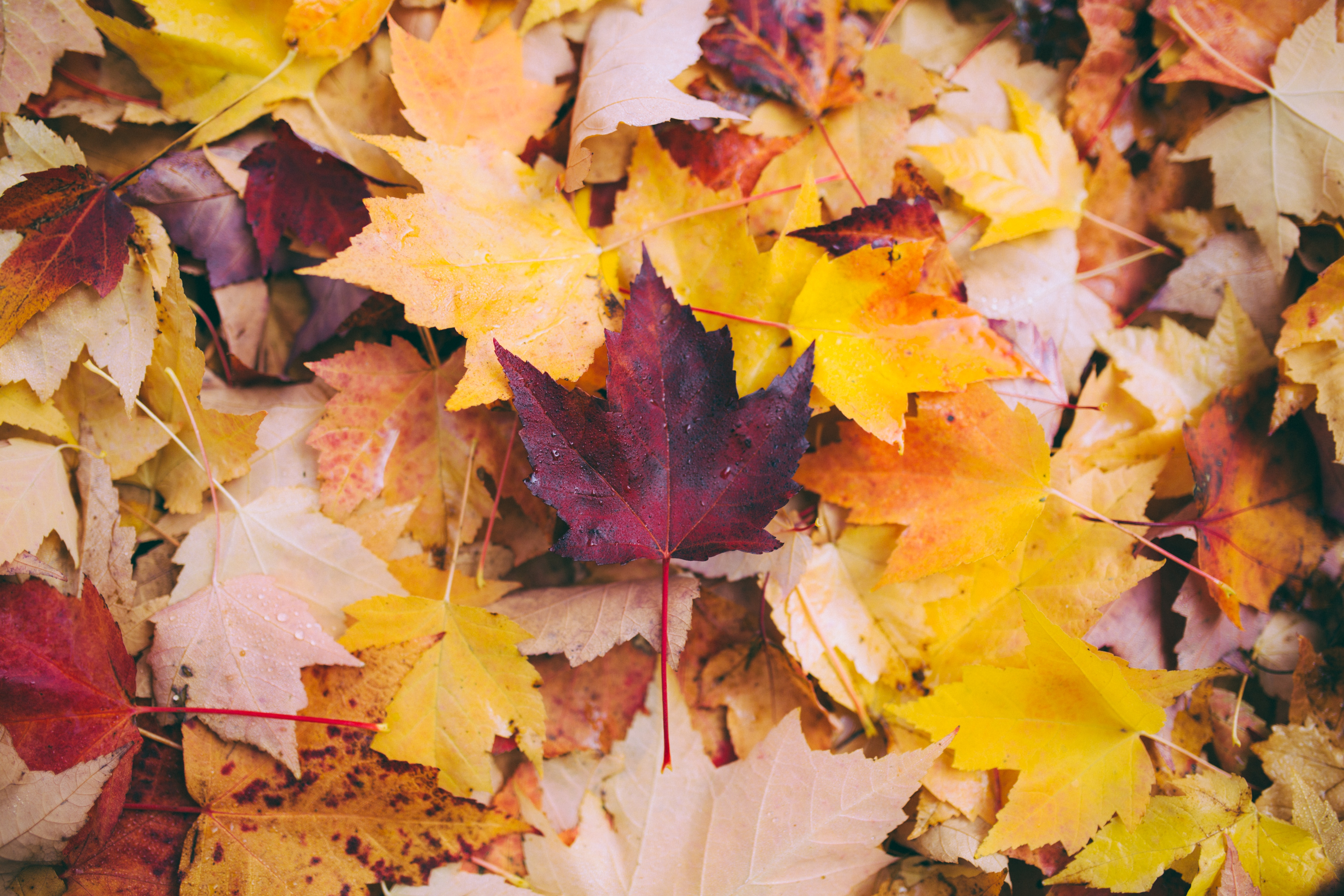 79007 descargar fondo de pantalla naturaleza, otoño, hojas, amarillo, arce, caído: protectores de pantalla e imágenes gratis
