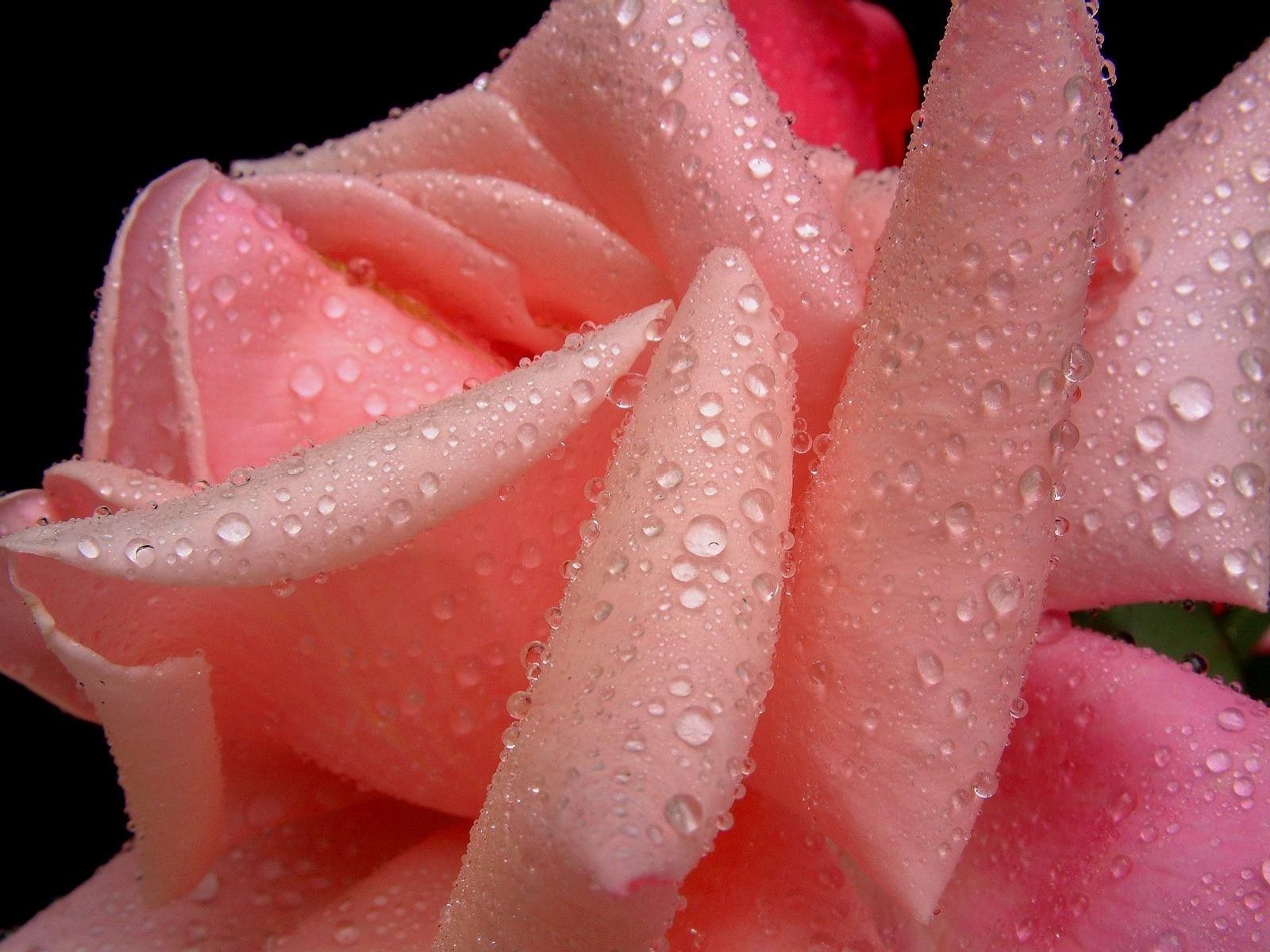 Free download wallpaper Macro, Rose, Petals, Light Pink, Soft Pink, Drops, Rose Flower on your PC desktop
