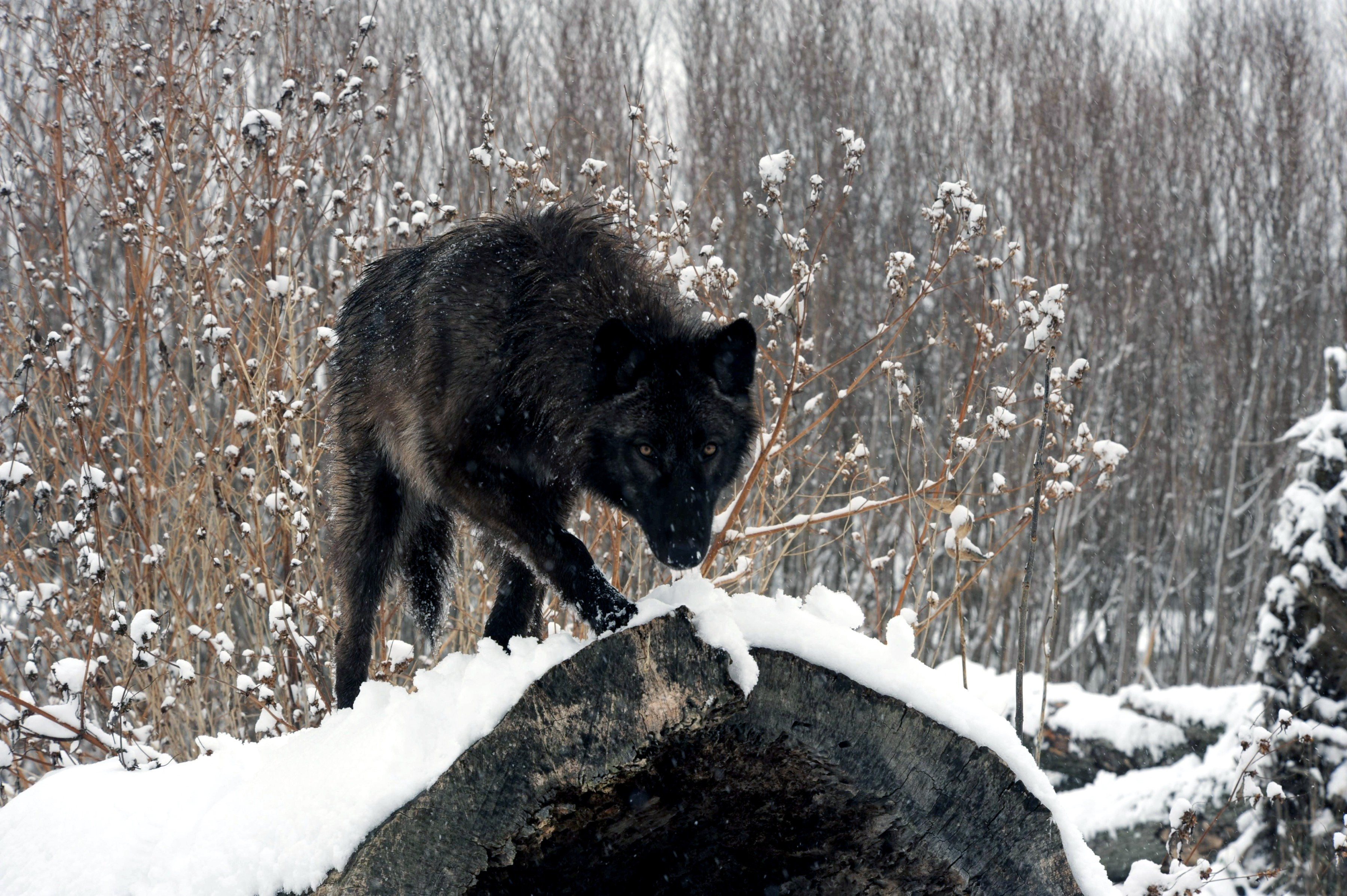 275388 descargar fondo de pantalla lobo, animales, nieve, wolves: protectores de pantalla e imágenes gratis