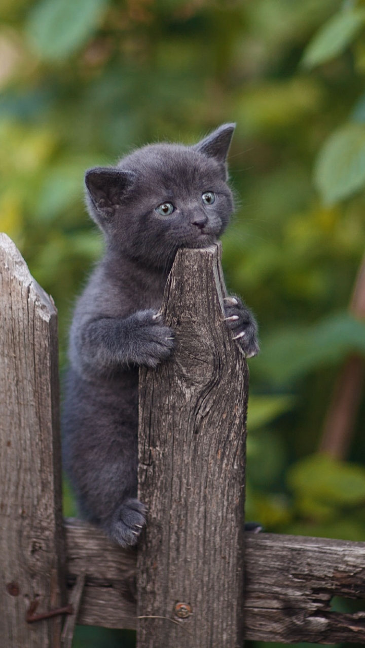 Handy-Wallpaper Tiere, Katzen, Katze, Kätzchen, Tierbaby kostenlos herunterladen.