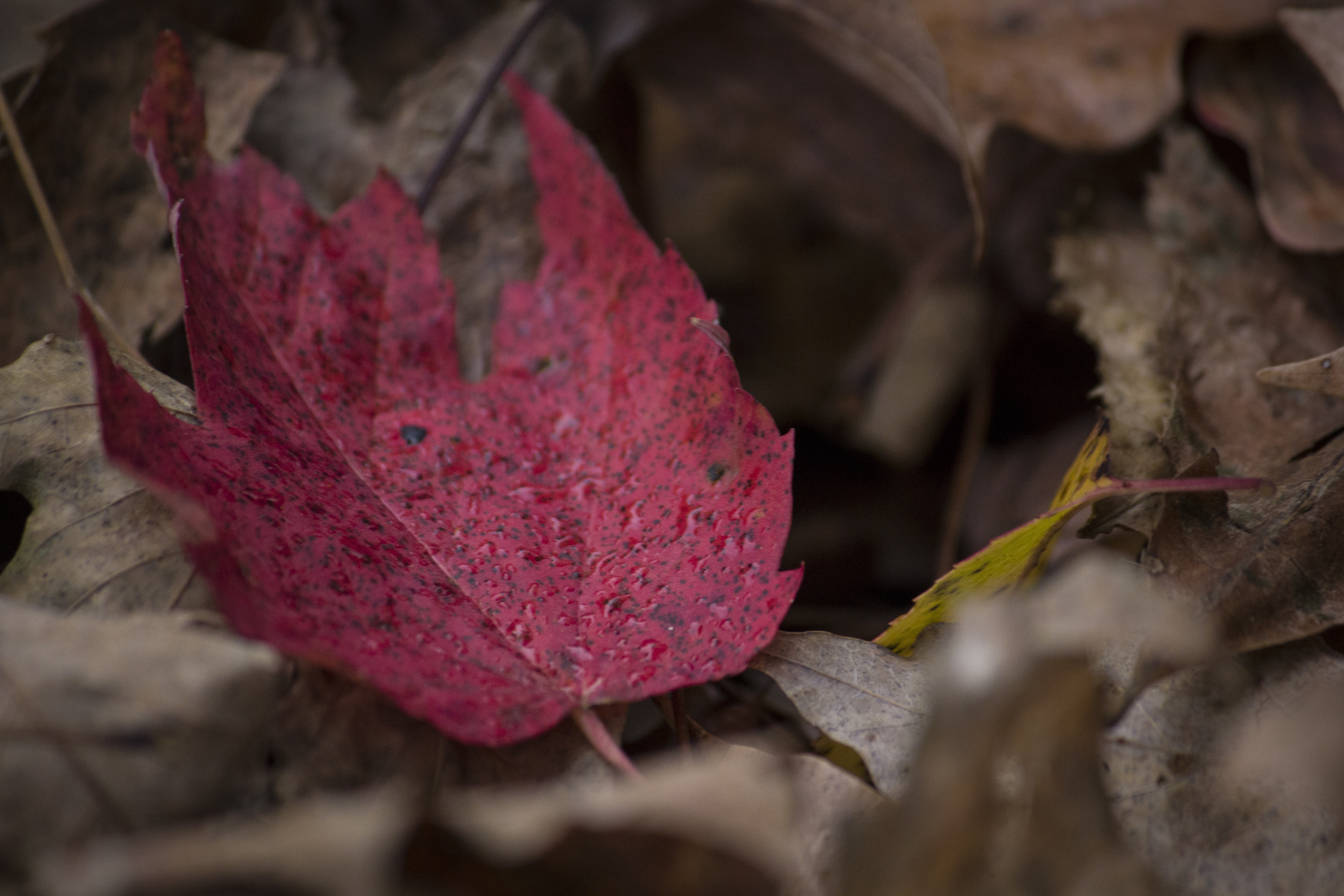 maple, autumn, macro, sheet, leaf, fallen Phone Background
