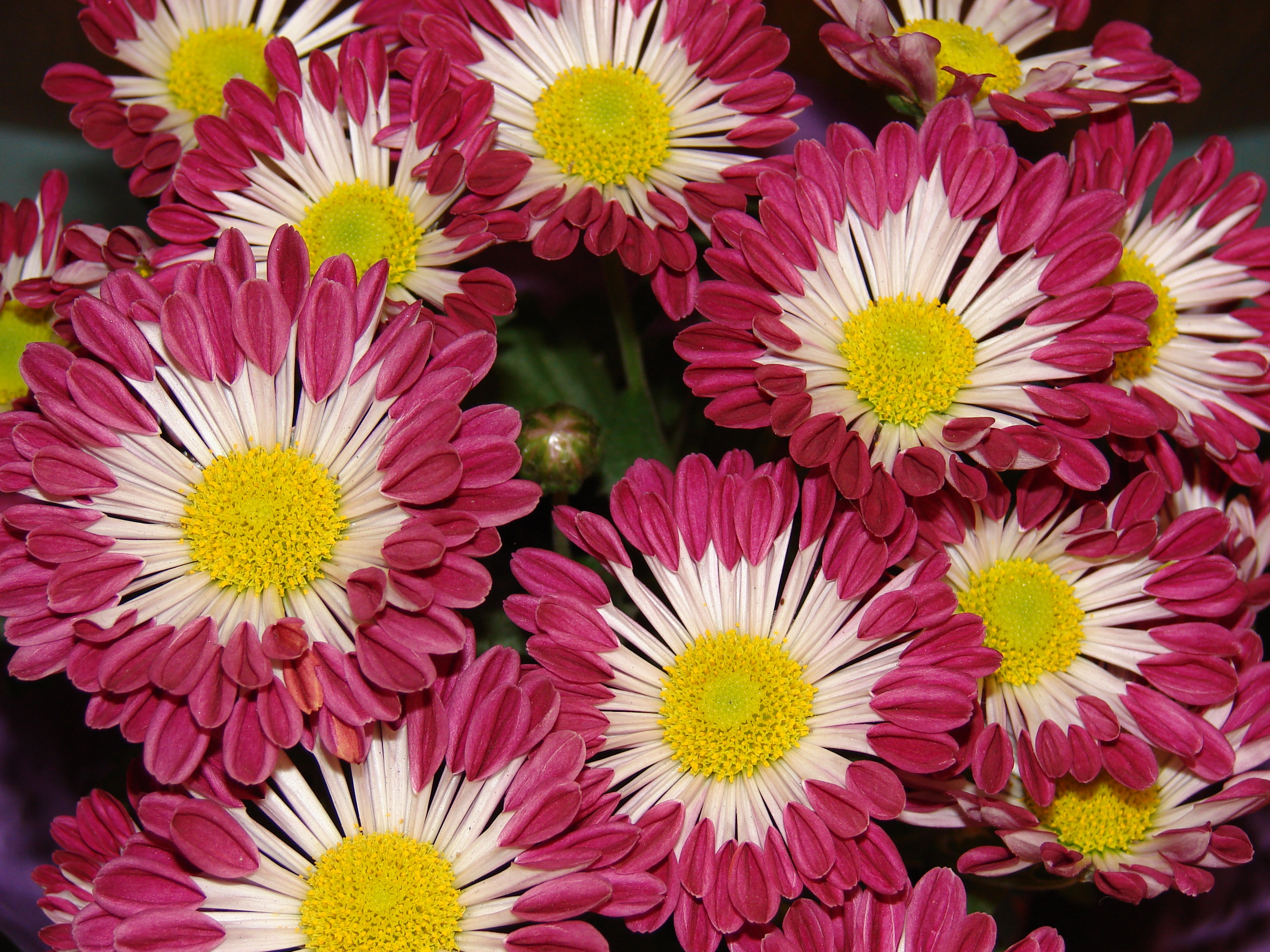 Téléchargez gratuitement l'image Fleurs, Chrysanthème, Fleur, Terre/nature sur le bureau de votre PC