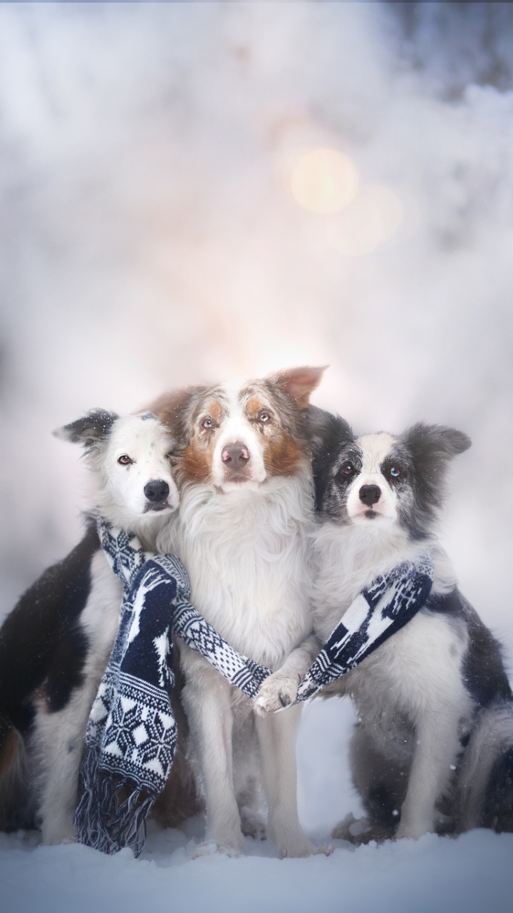 Download mobile wallpaper Winter, Dogs, Snow, Dog, Animal, Scarf, Border Collie for free.