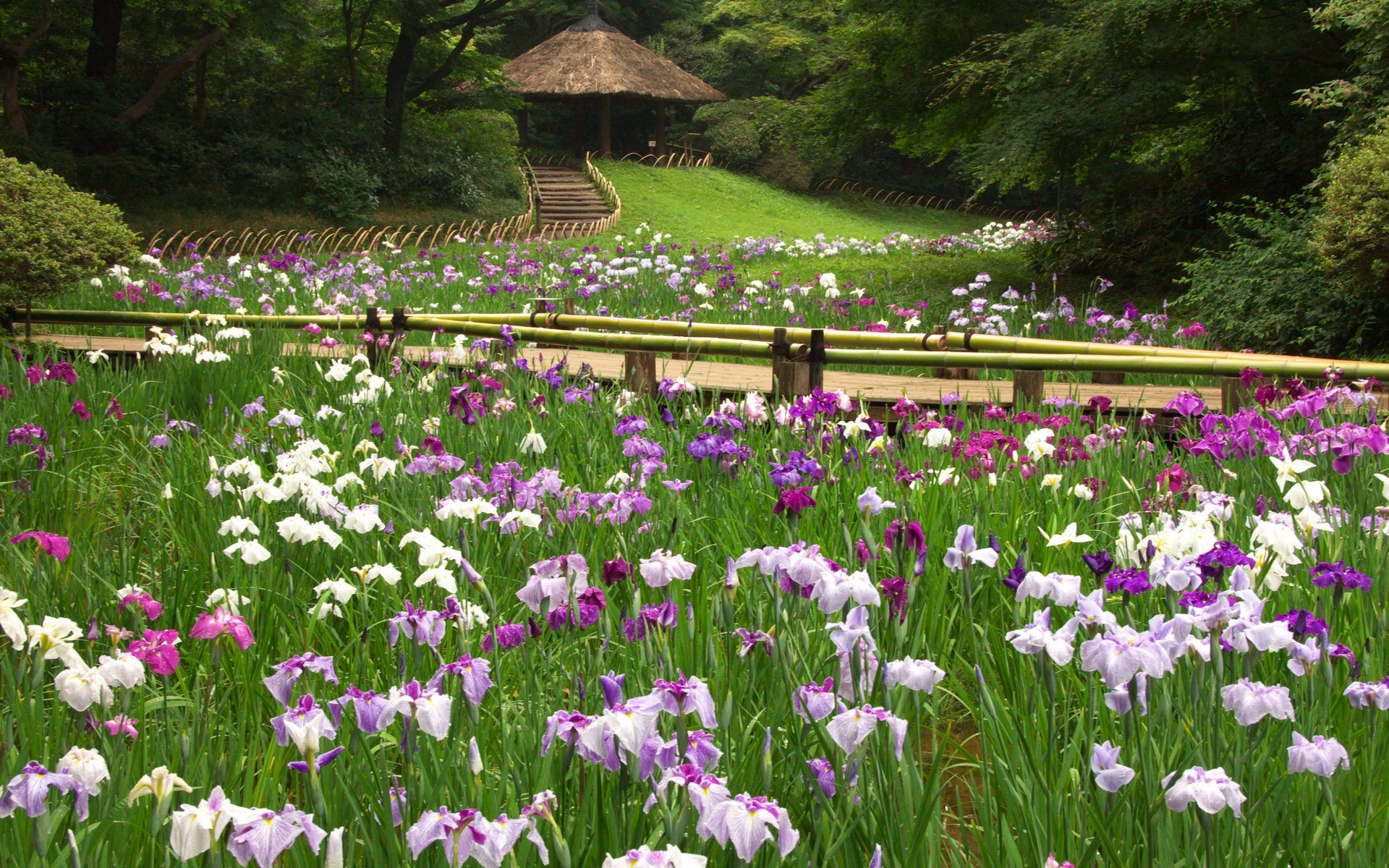 無料モバイル壁紙公園, 写真撮影をダウンロードします。