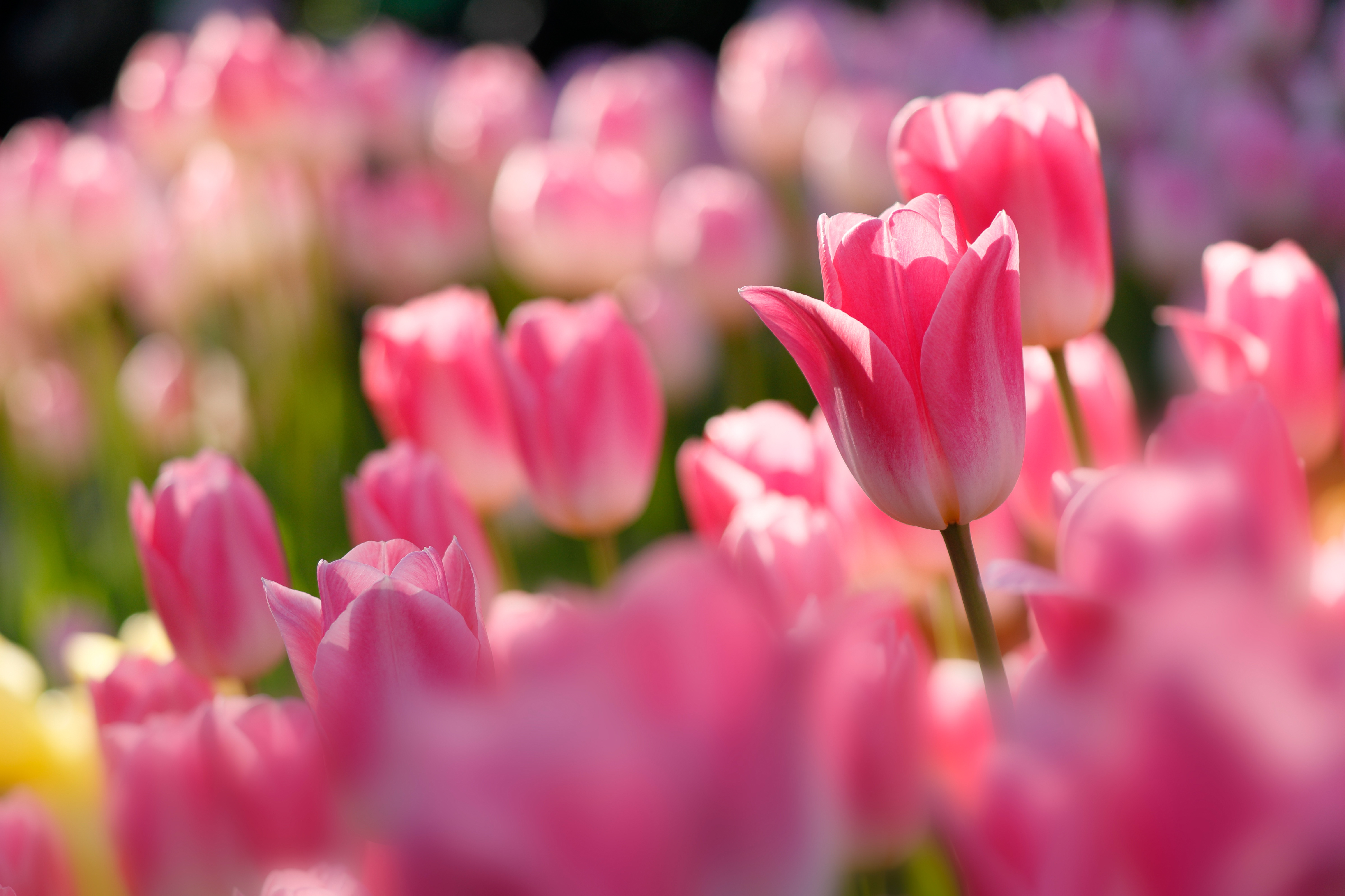Download mobile wallpaper Nature, Flowers, Close Up, Earth, Tulip, Pink Flower for free.