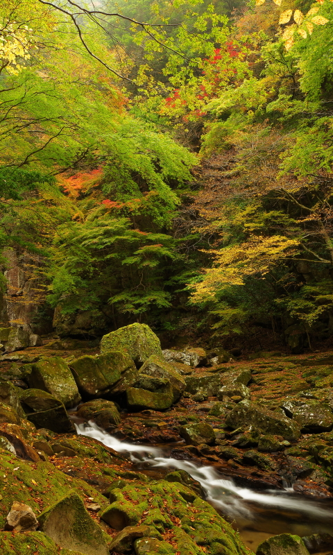 Download mobile wallpaper Nature, Forest, Earth, Stream for free.