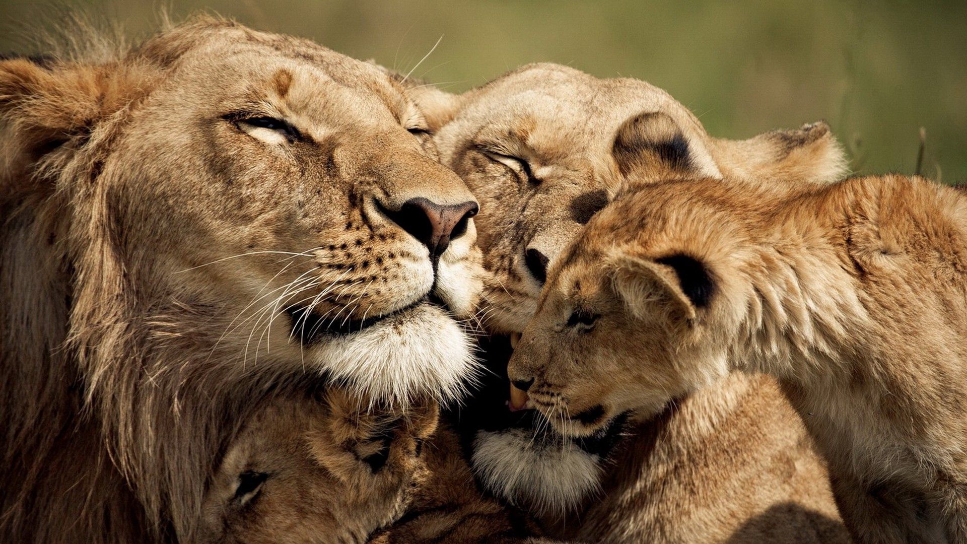 102935 télécharger l'image lions, animaux, jeune, se soucier, soin, joey, tendresse, mignon - fonds d'écran et économiseurs d'écran gratuits