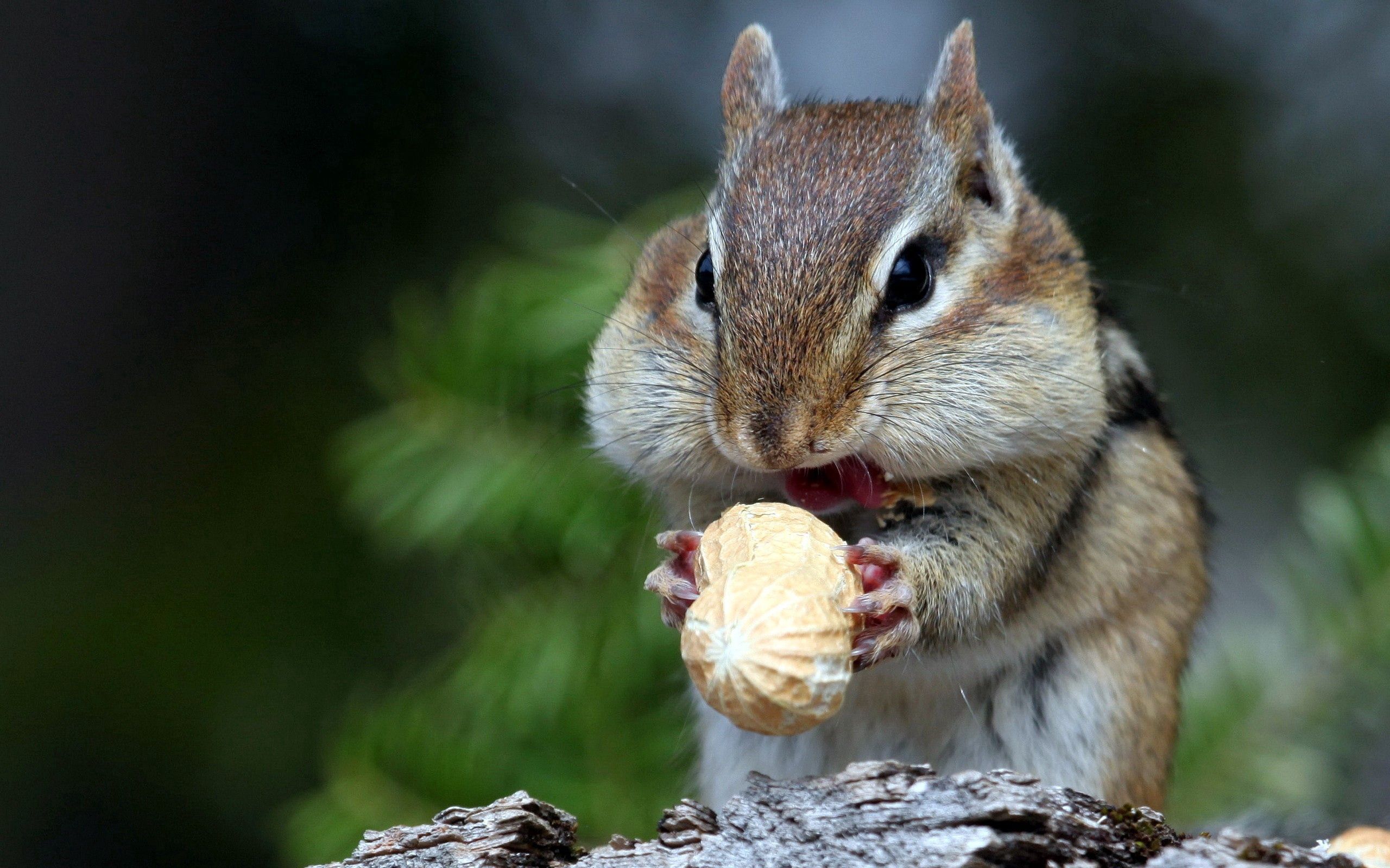 Free download wallpaper Animals, Food, Muzzle, Nut, Squirrel on your PC desktop
