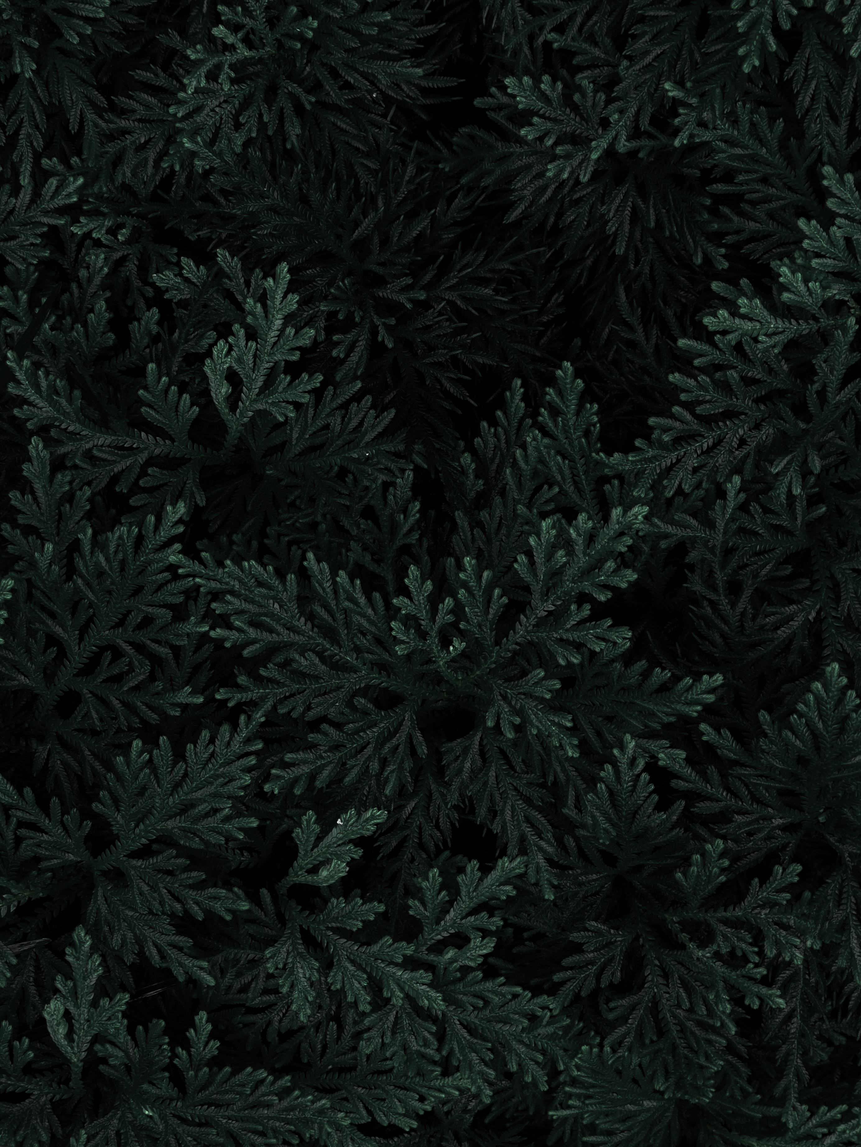 Download mobile wallpaper Macro, Branches, Leaves, Dark for free.