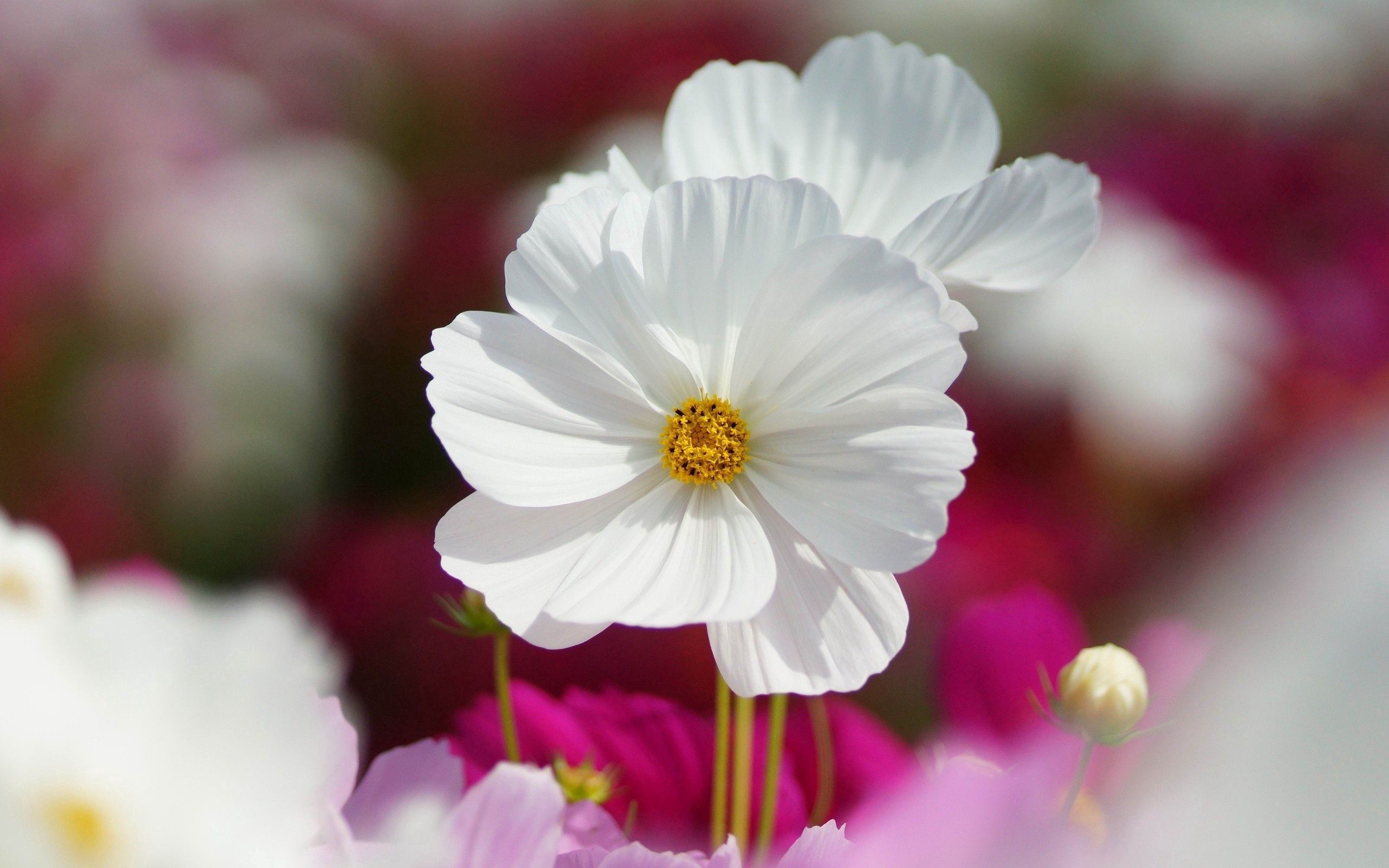Download mobile wallpaper Petals, Stem, Stalk, Macro, Flowers, Nature for free.